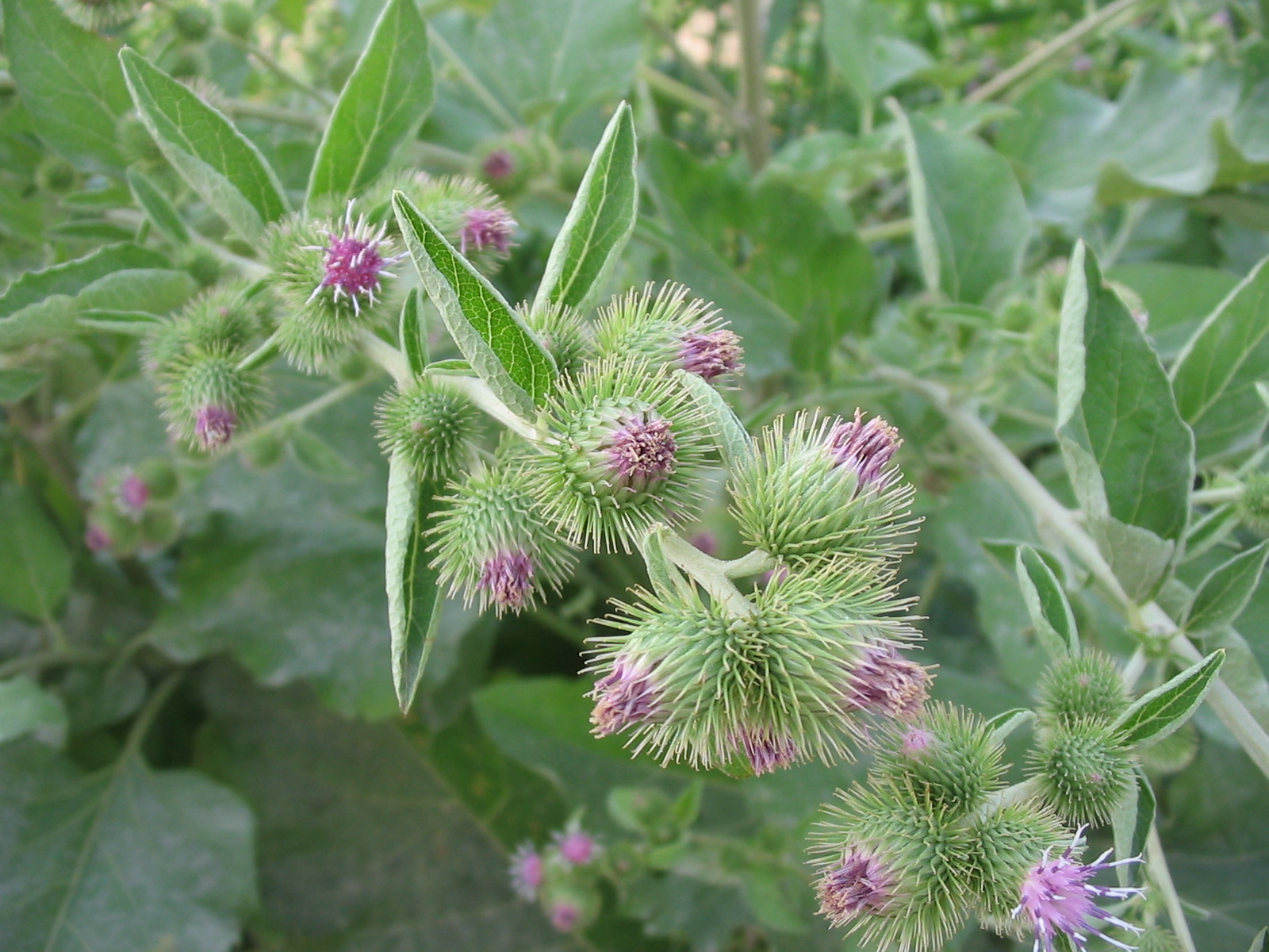 Imagem de referência de Arctium minus, descrito nos dados abertos como espécie de planta