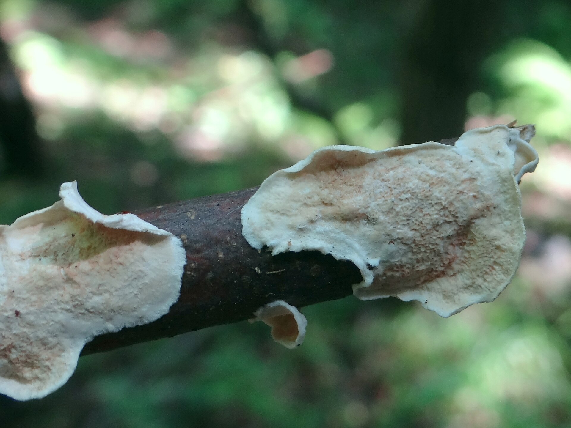 Imagem de referência relacionada a Hapalopilaceae, item descrito como registro de referência sobre Hapalopilaceae, organizado a partir de dados estruturados abertos
