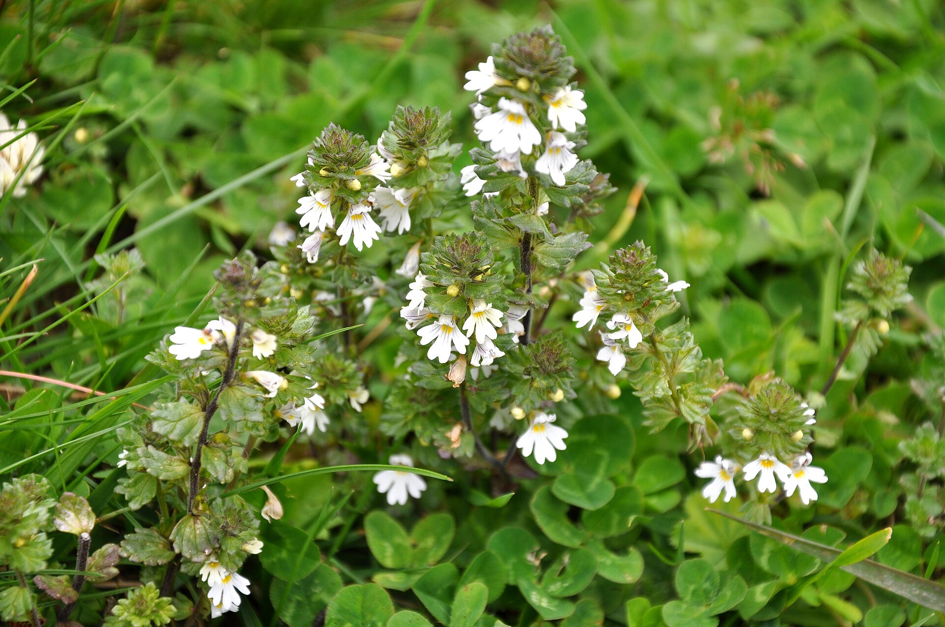 Imagem de referência de Euphrasia, descrito nos dados abertos como género de plantas