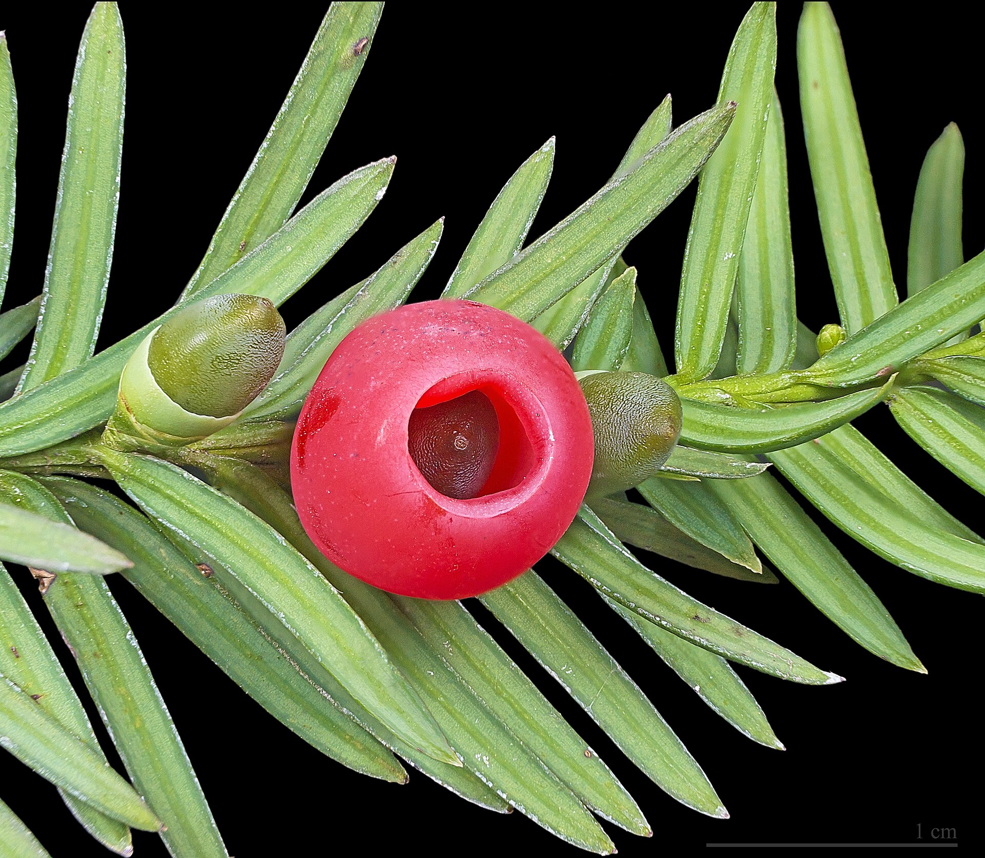 Imagem de referência relacionada a Taxus, item descrito como género de plantas