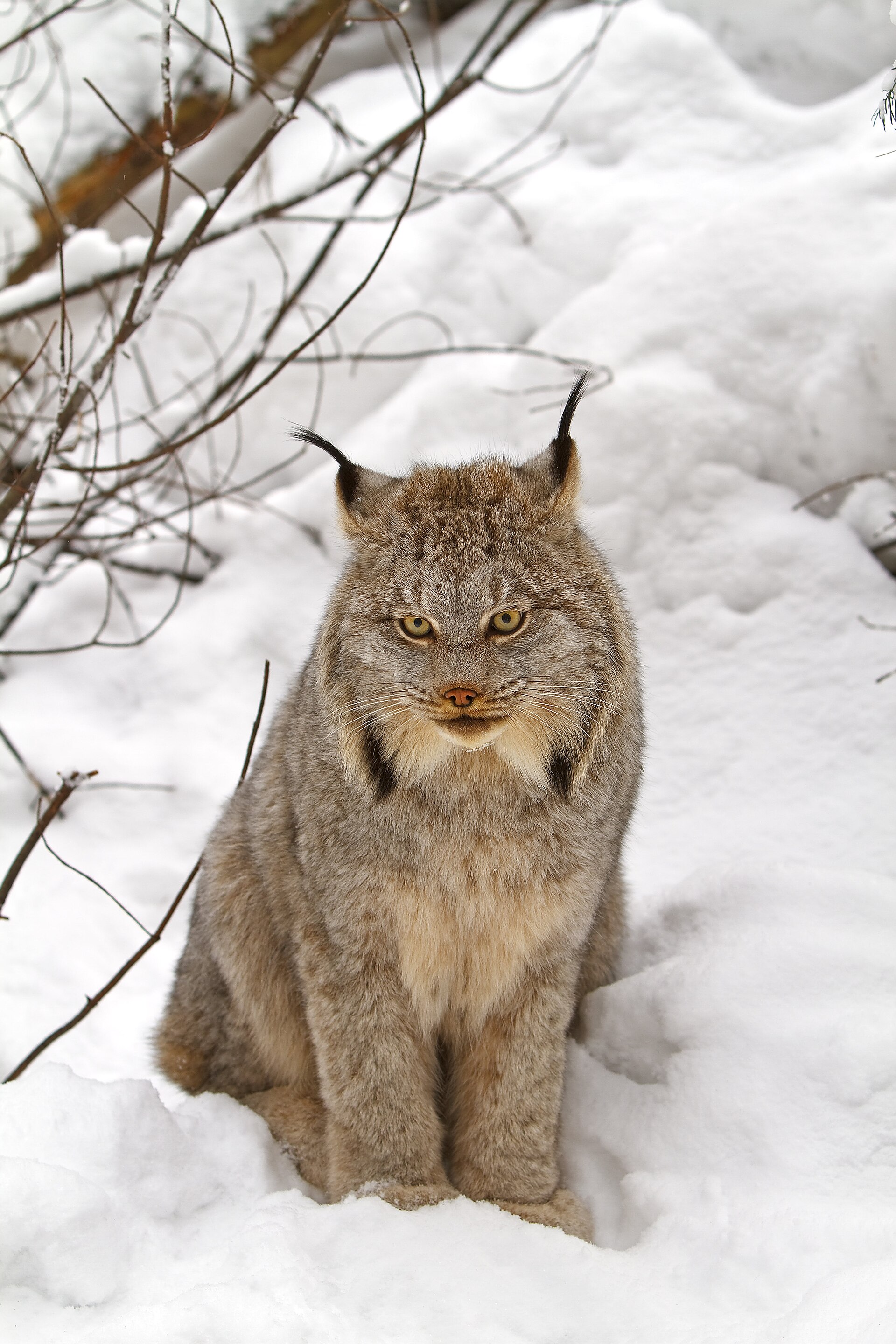 Imagem de referência relacionada a Lince-do-canadá, item descrito como espécie de mamífero