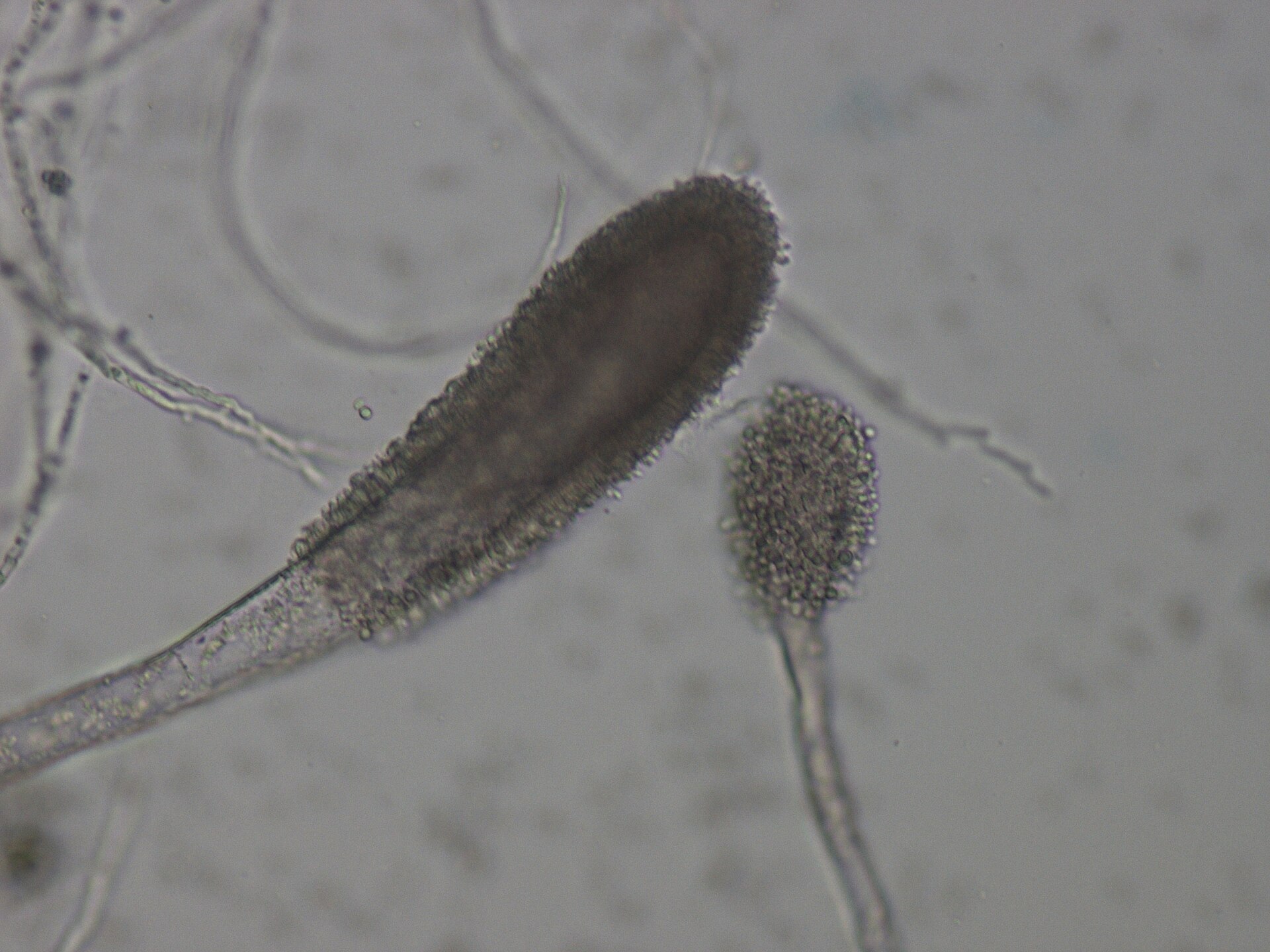 Imagem de referência relacionada a Aspergillus clavatus, item descrito como registro de referência sobre Aspergillus clavatus, organizado a partir de dados estruturados abertos