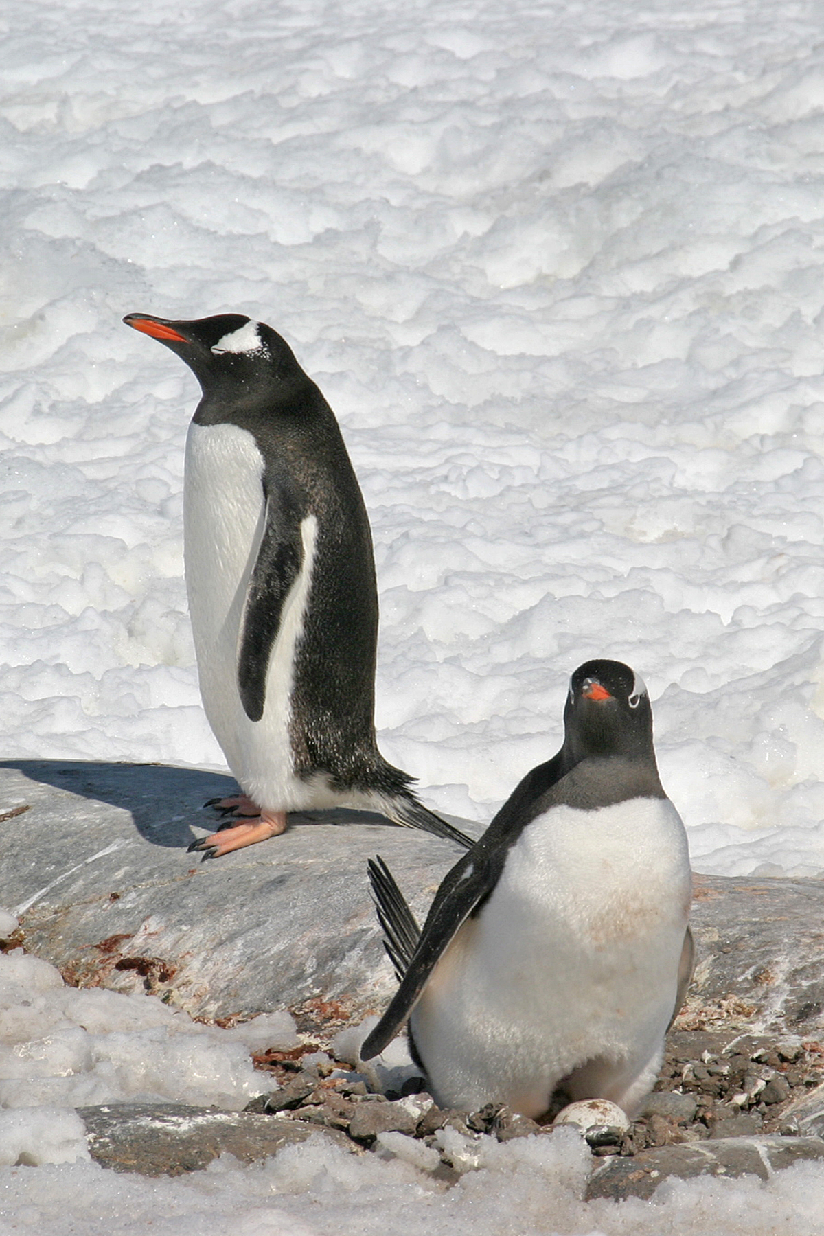 Imagem de referência relacionada a pinguim, item descrito como família de aves aquáticas que não voam
