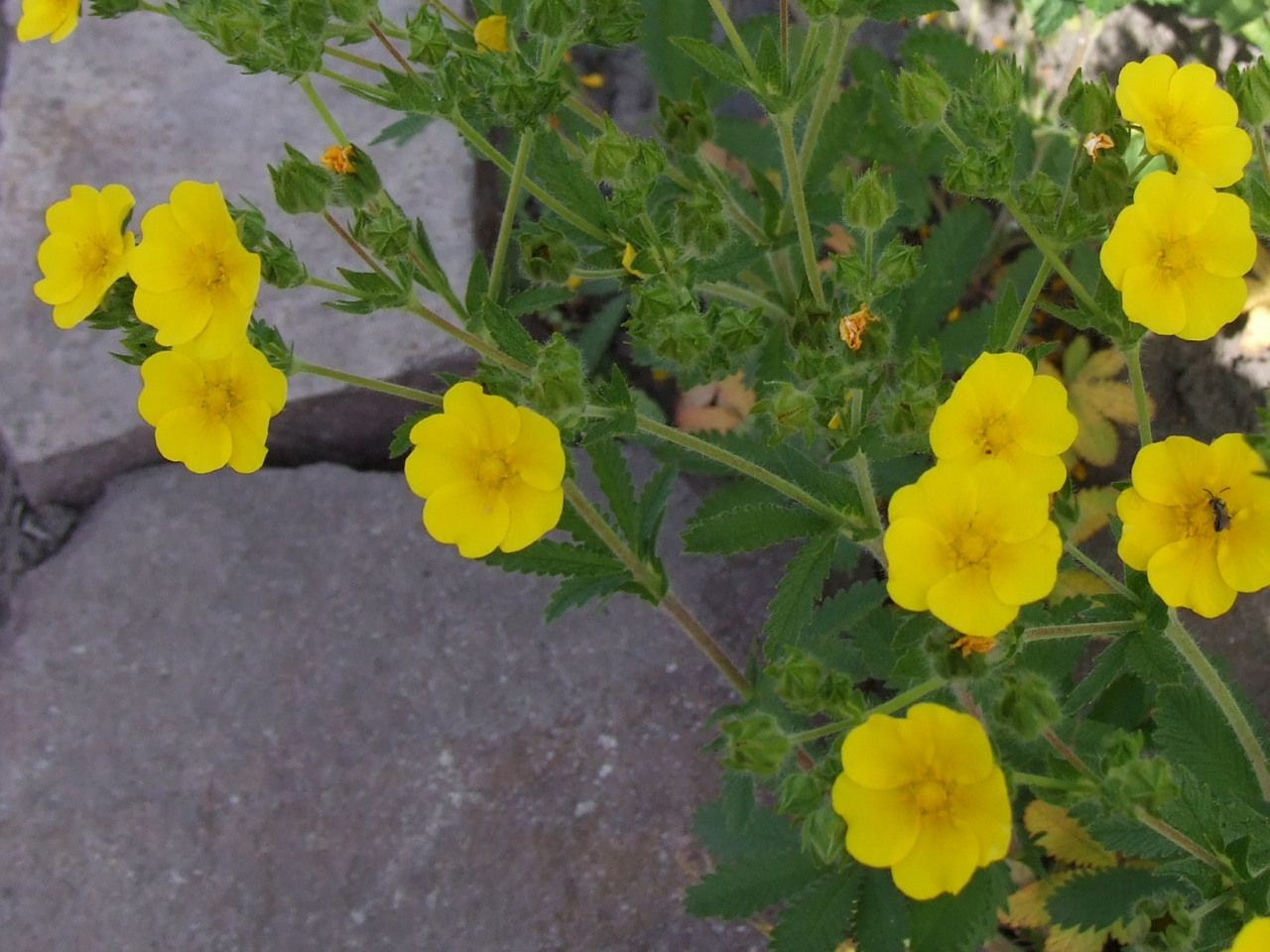 Imagem de referência relacionada a Potentilla recta, item descrito como registro de referência sobre Potentilla recta, organizado a partir de dados estruturados abertos