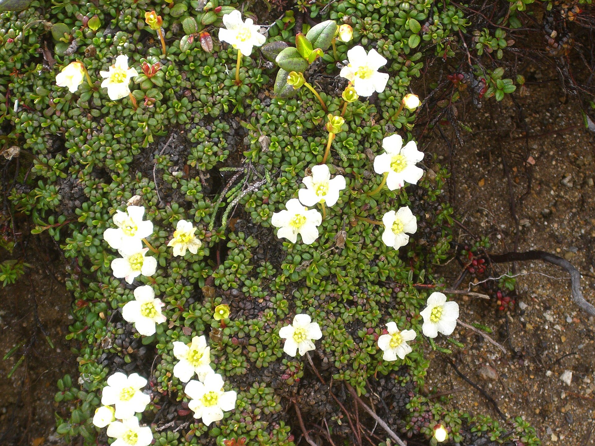 Imagem de referência relacionada a Diapensiaceae, item descrito como registro de referência sobre Diapensiaceae, organizado a partir de dados estruturados abertos