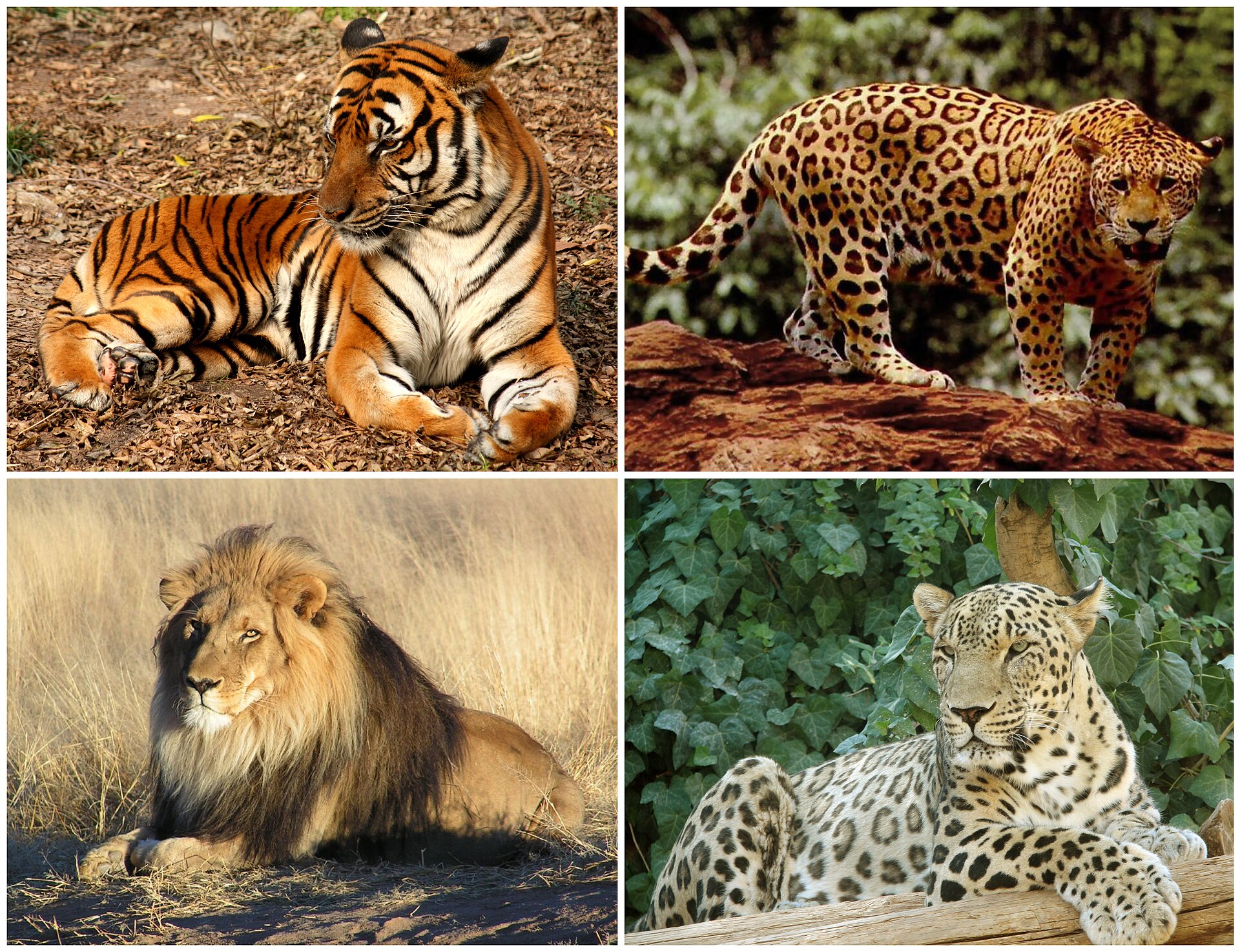 Imagem de referência de Panthera, descrito nos dados abertos como género de felinos