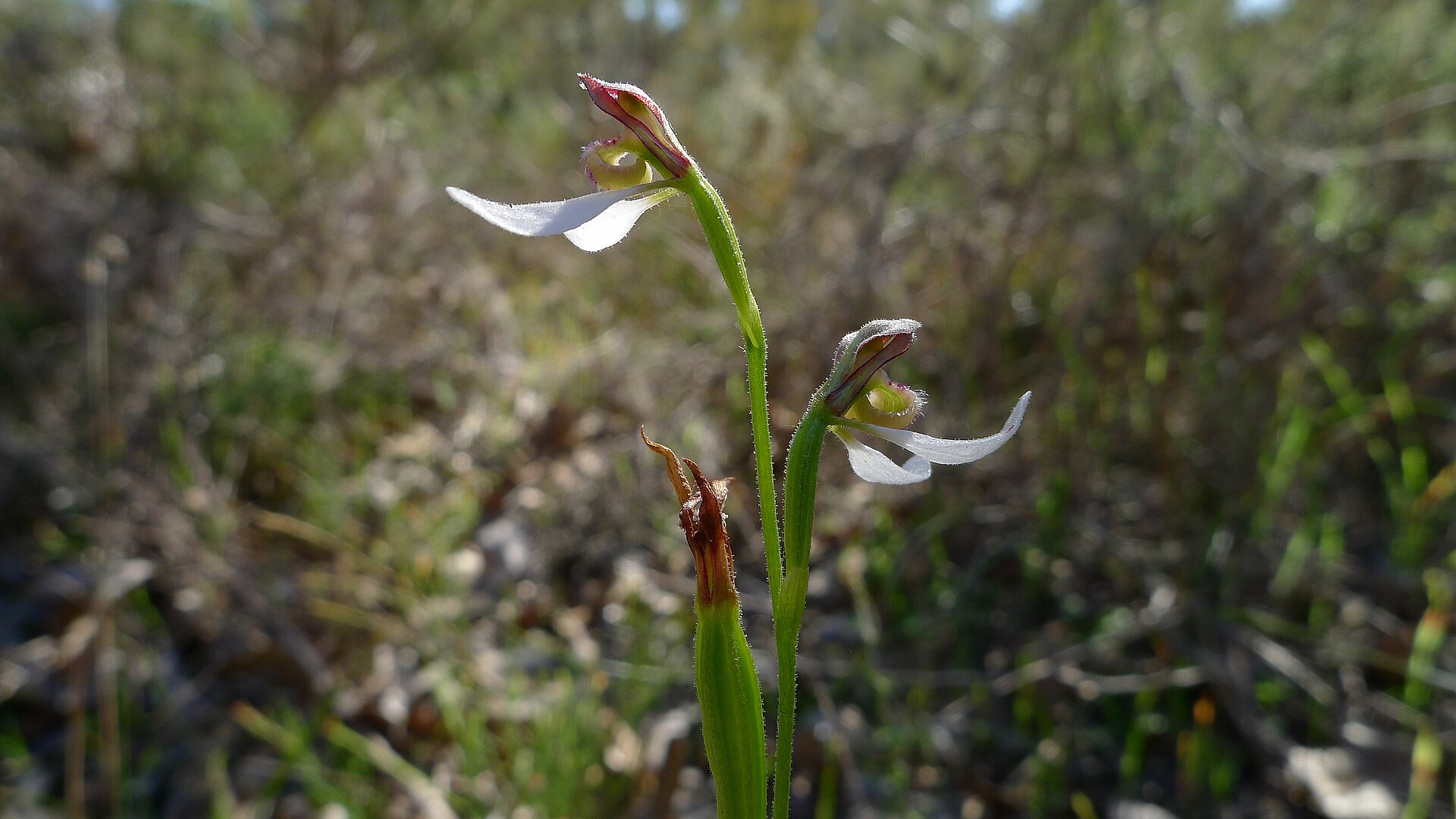 Imagem de referência relacionada a Eriochilus dilatatus, item descrito como espécie de planta