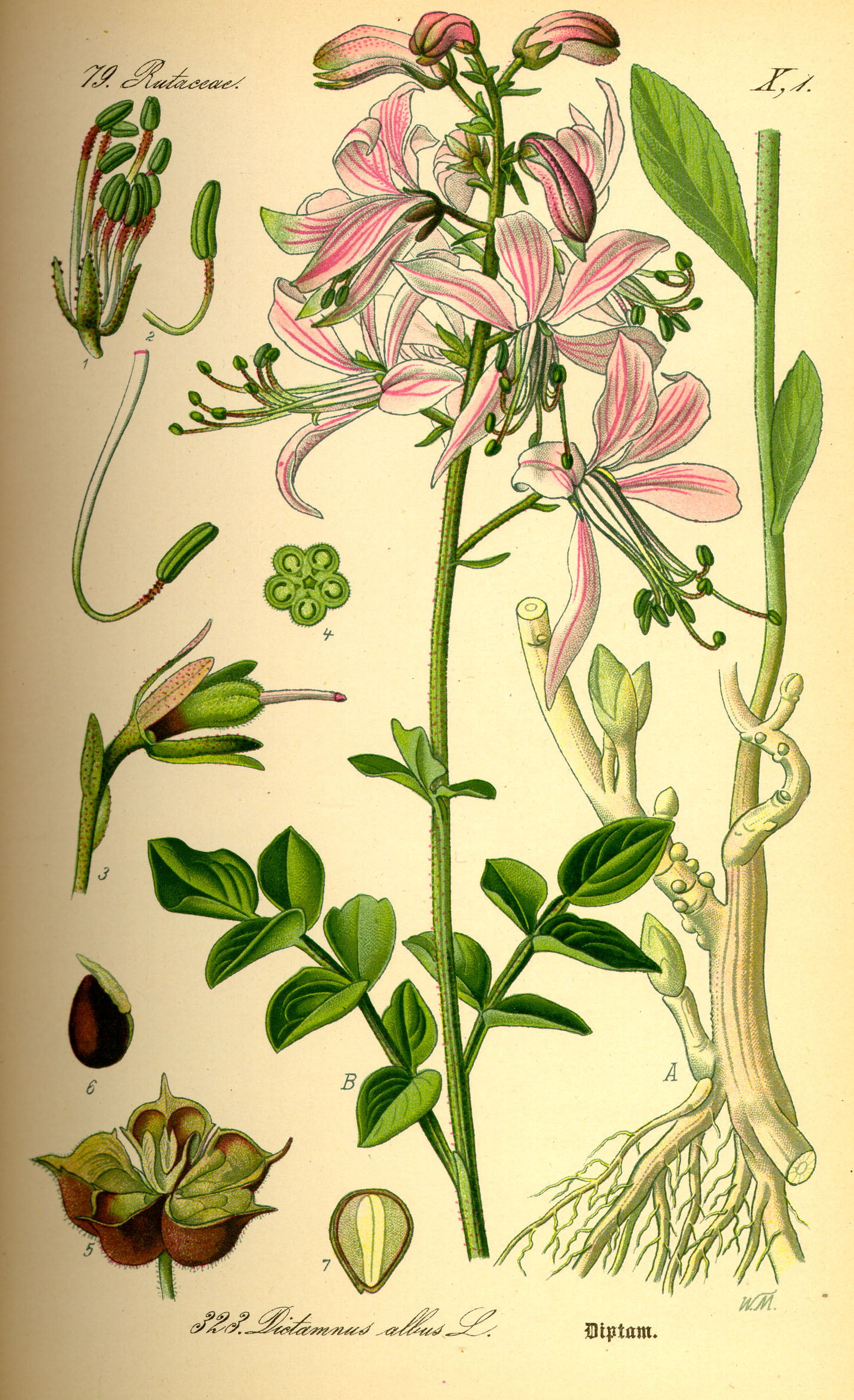 Imagem de referência de Dictamnus, descrito nos dados abertos como género de plantas
