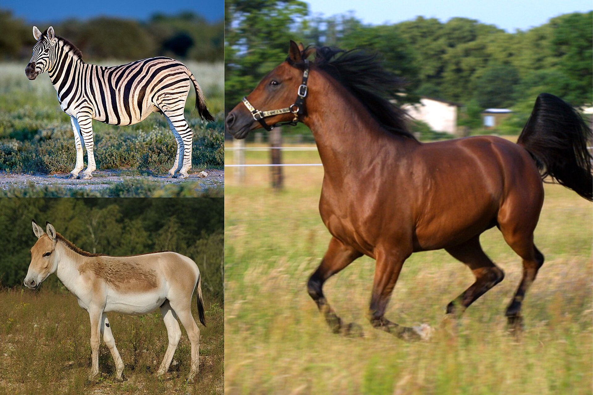 Imagem de referência relacionada a Equus, item descrito como gênero de mamífero