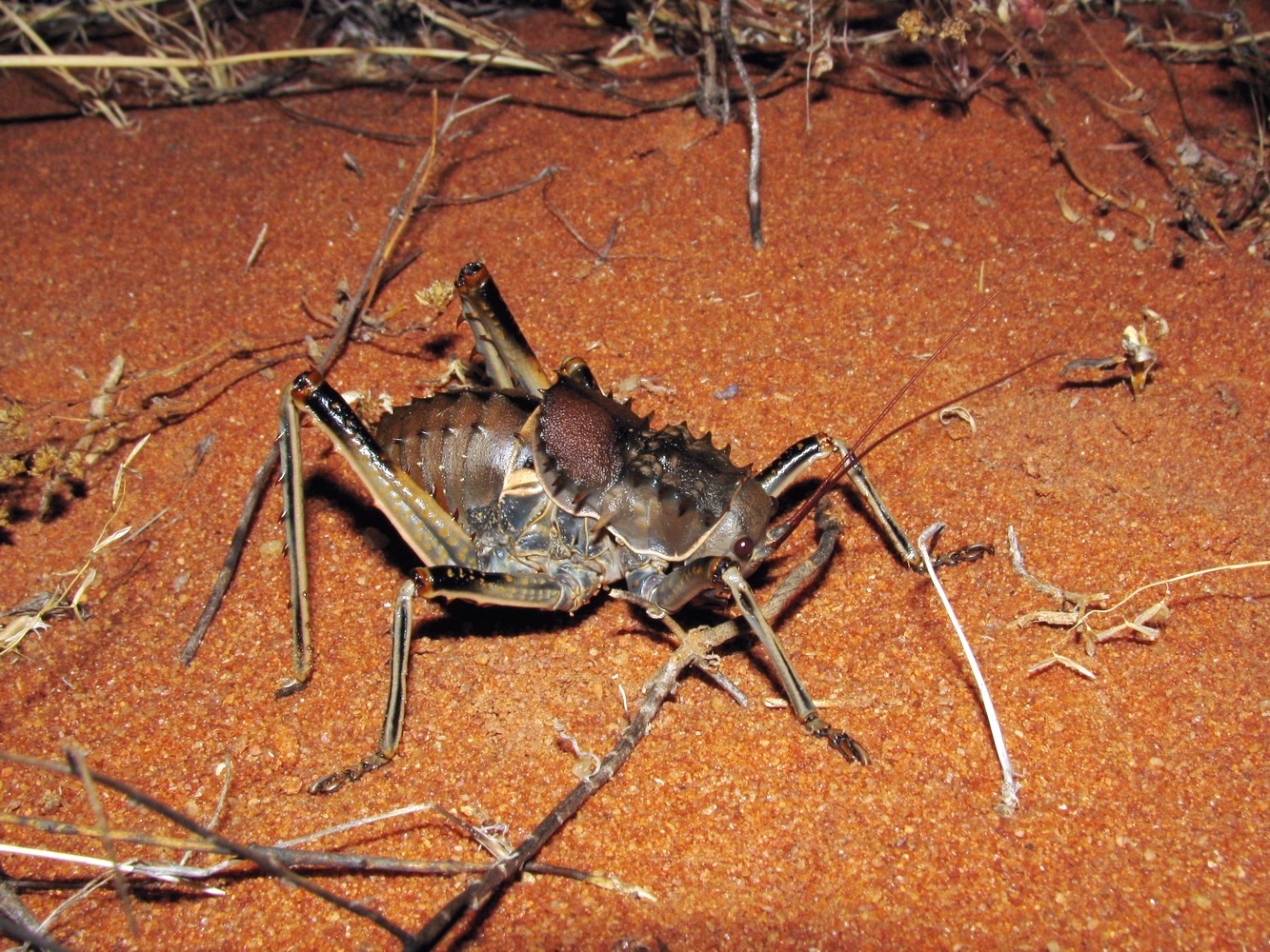 Imagem de referência de Hetrodes pupus, descrito nos dados abertos como espécie de inseto