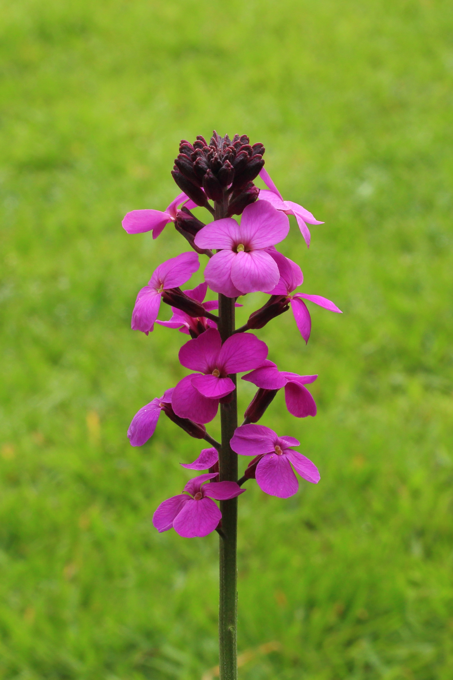 Imagem de referência de Erysimum, descrito nos dados abertos como género de plantas