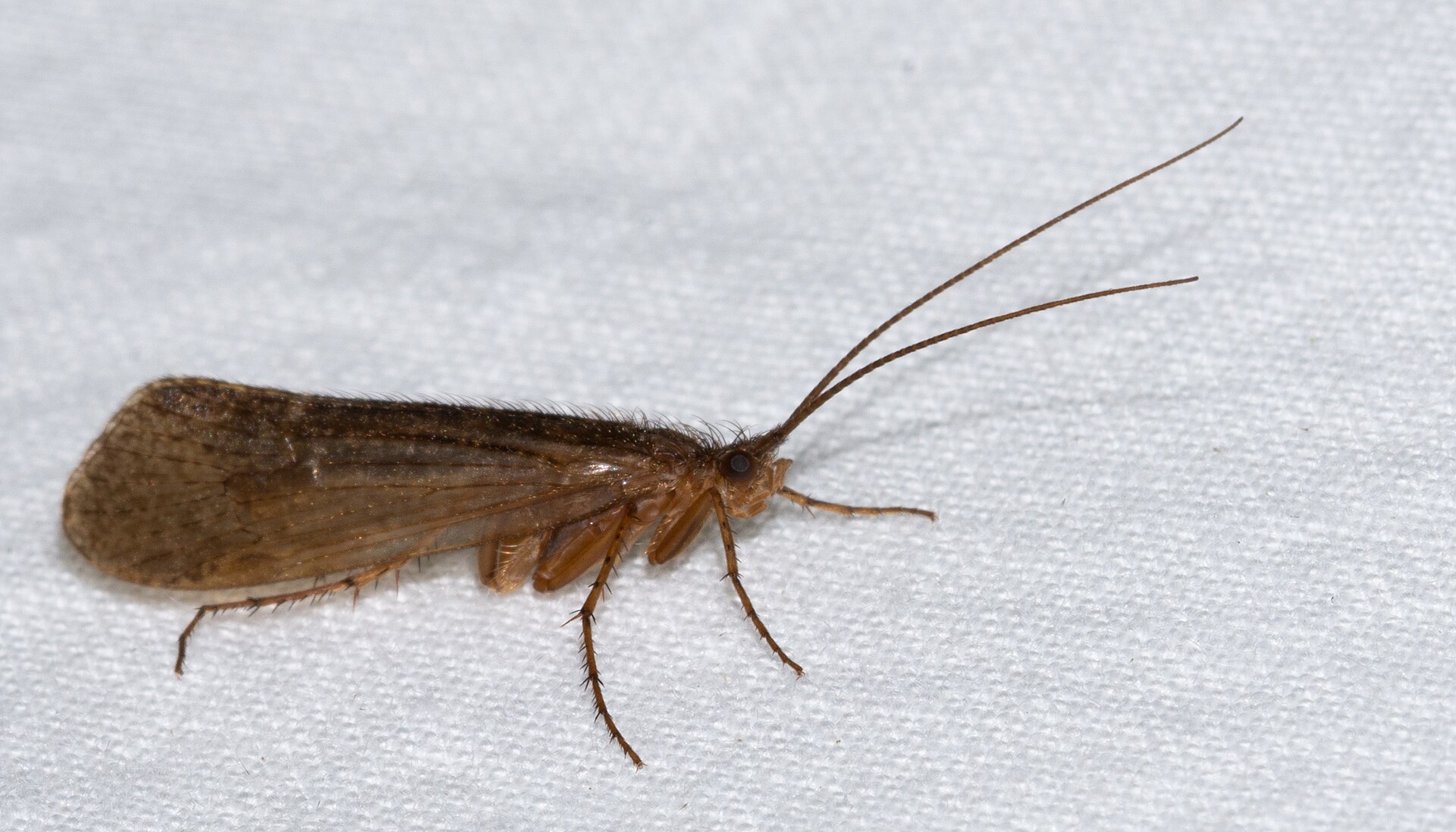 Imagem de referência relacionada a Limnephilus extricatus, item descrito como registro de referência sobre Limnephilus extricatus, organizado a partir de dados estruturados abertos