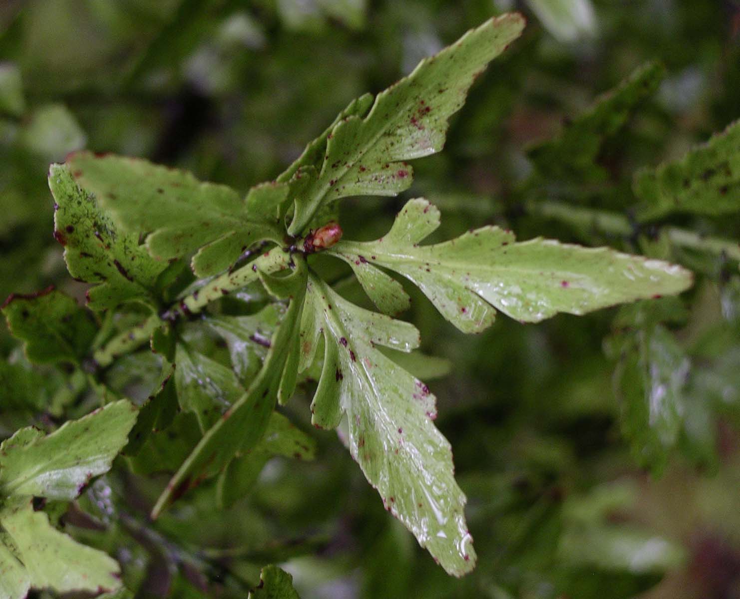Imagem de referência relacionada a Phyllocladus, item descrito como género de plantas
