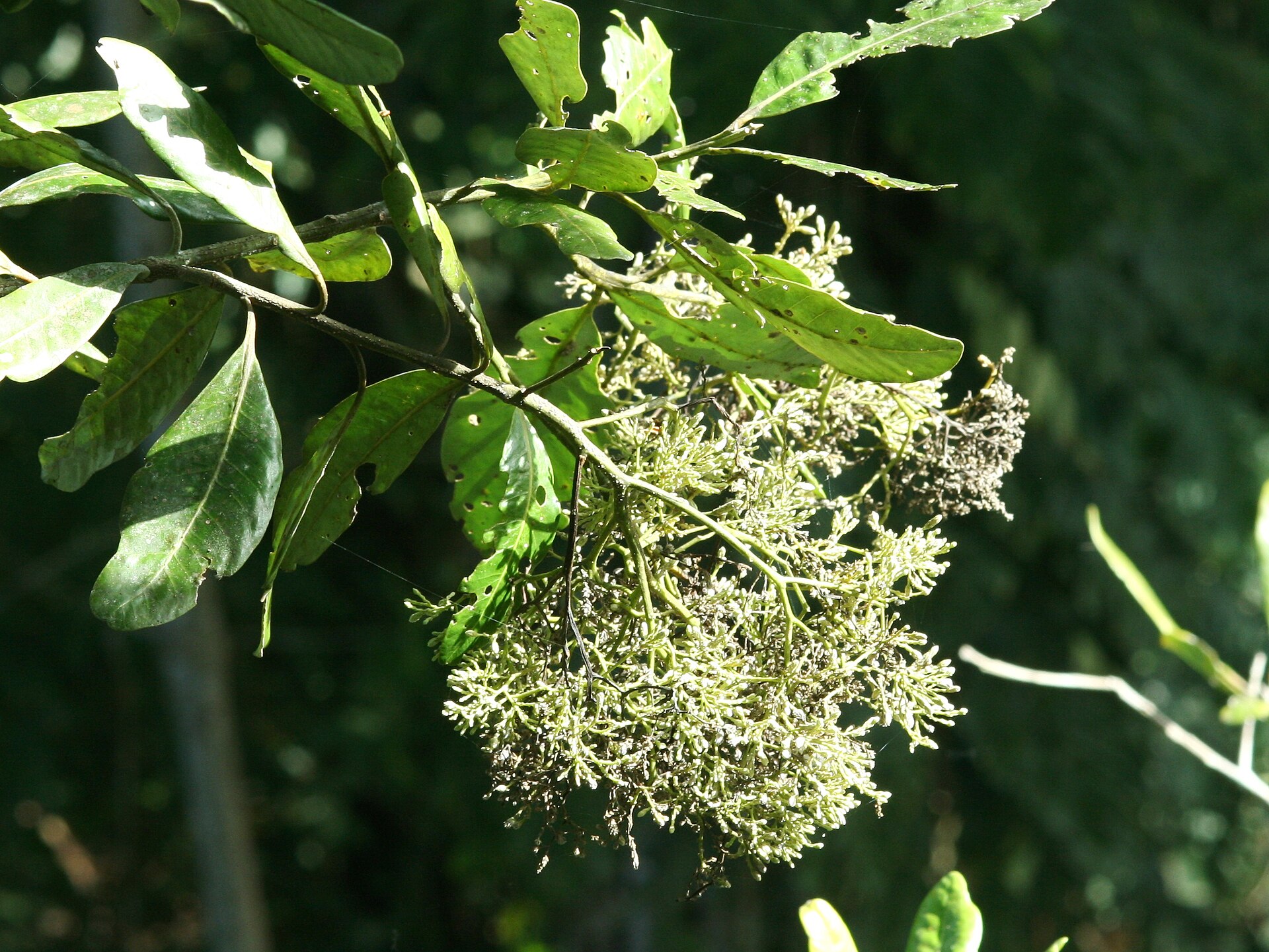 Imagem de referência de Aspidosperma, descrito nos dados abertos como género de plantas