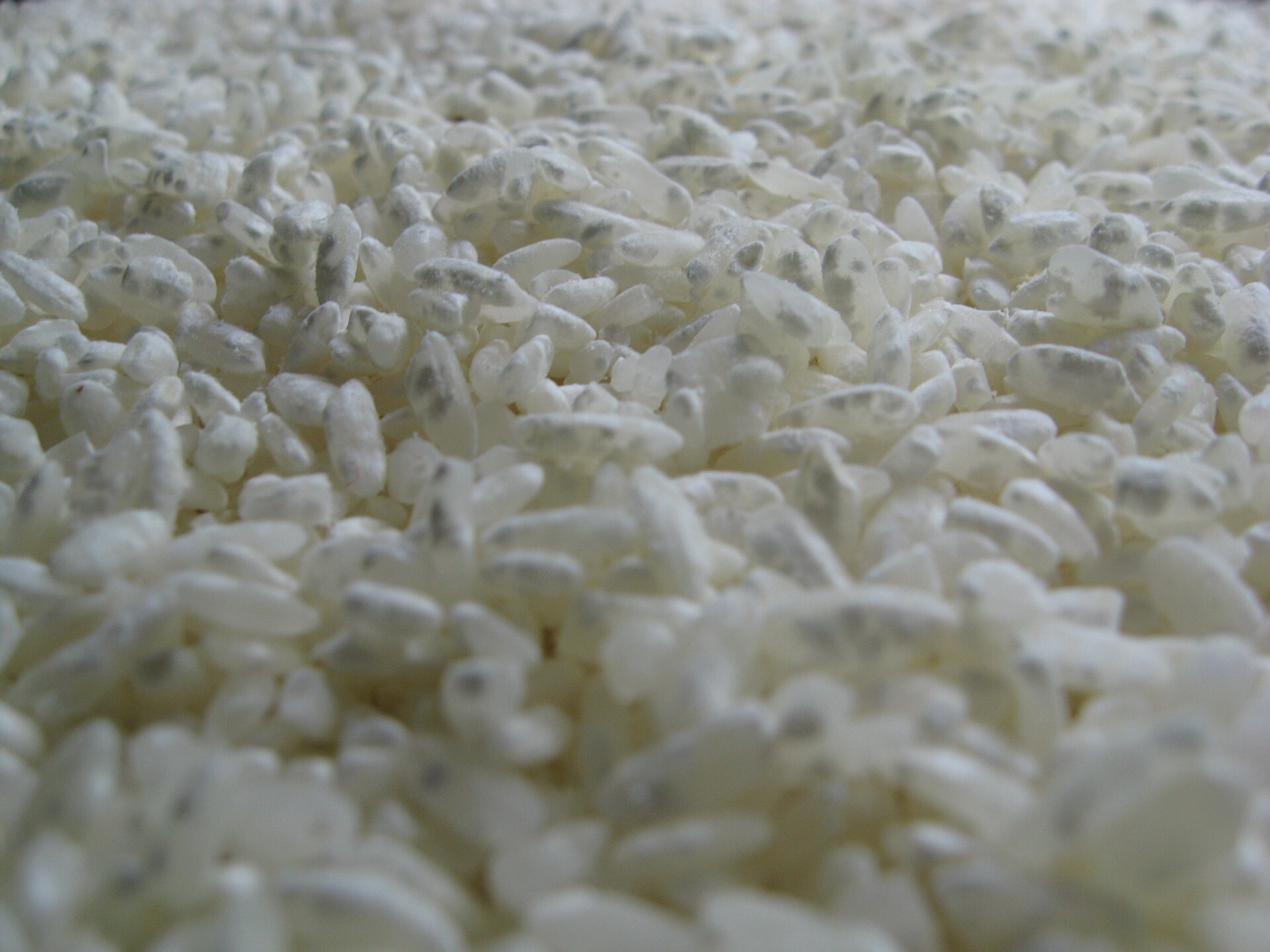 Imagem de referência relacionada a Aspergillus flavus var. oryzae, item descrito como registro de referência sobre Aspergillus flavus var. oryzae, organizado a partir de dados estruturados abertos