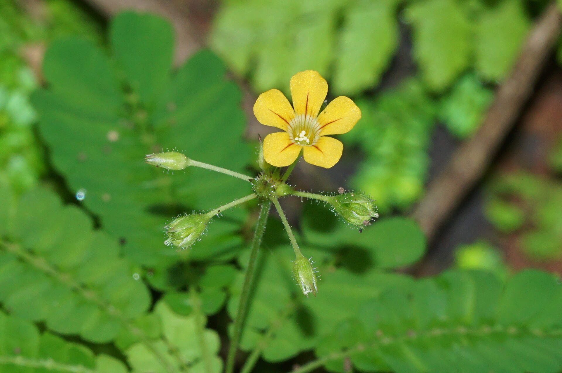 Imagem de referência relacionada a Biophytum, item descrito como género de plantas