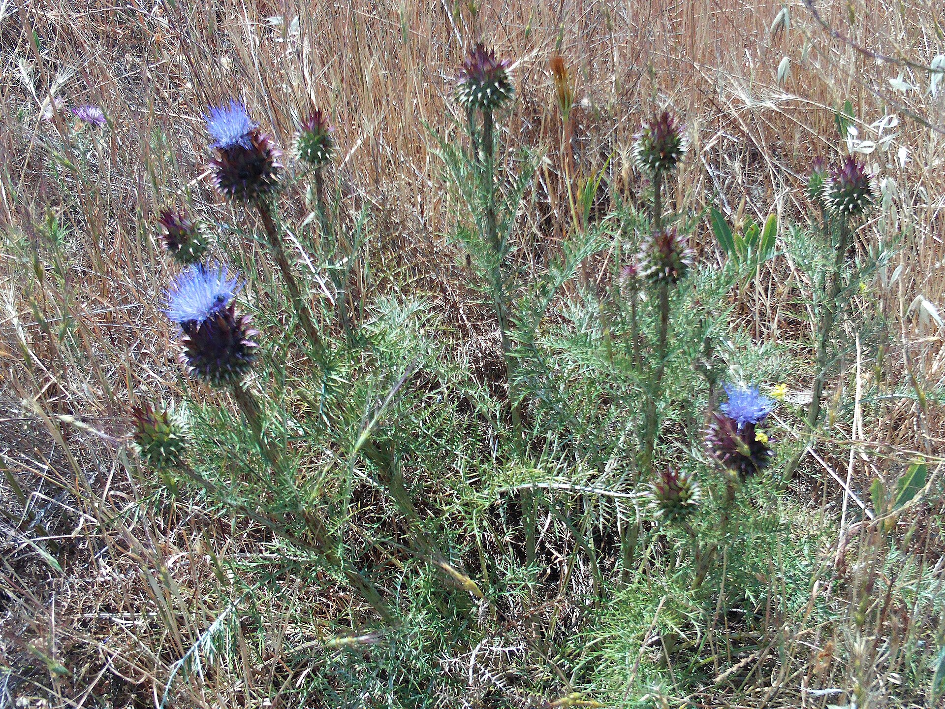 Imagem de referência de Cynara, descrito nos dados abertos como género de plantas