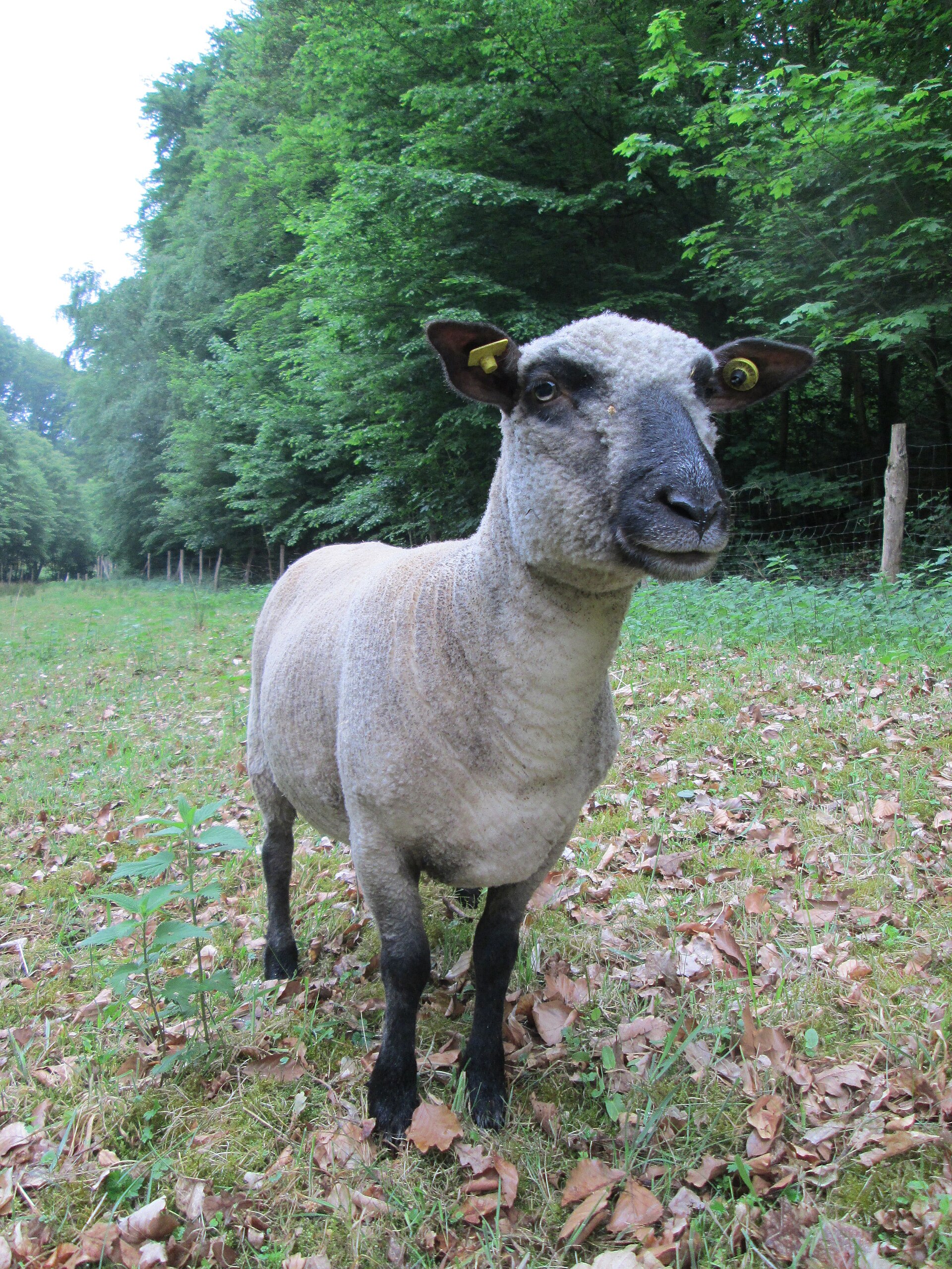 Imagem de referência de Ovis aries, descrito nos dados abertos como mamífero ruminante bovídeo da sub- família caprinae