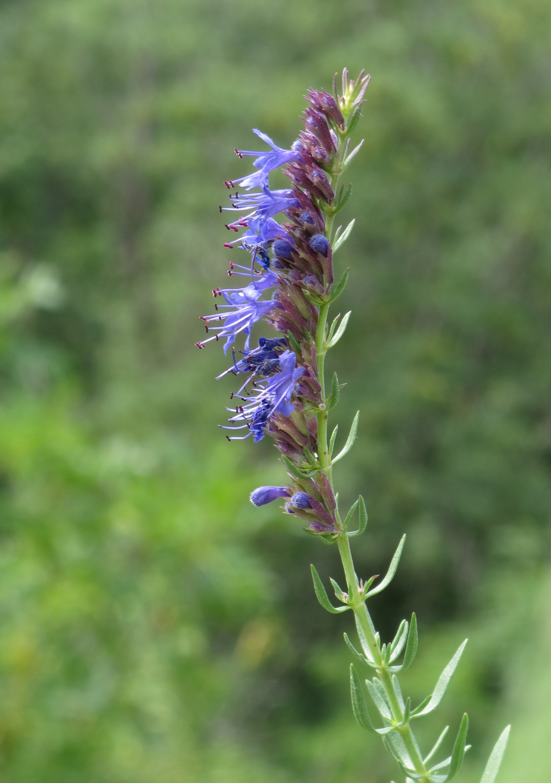 Imagem de referência relacionada a Hyssopus officinalis, item descrito como espécie de planta
