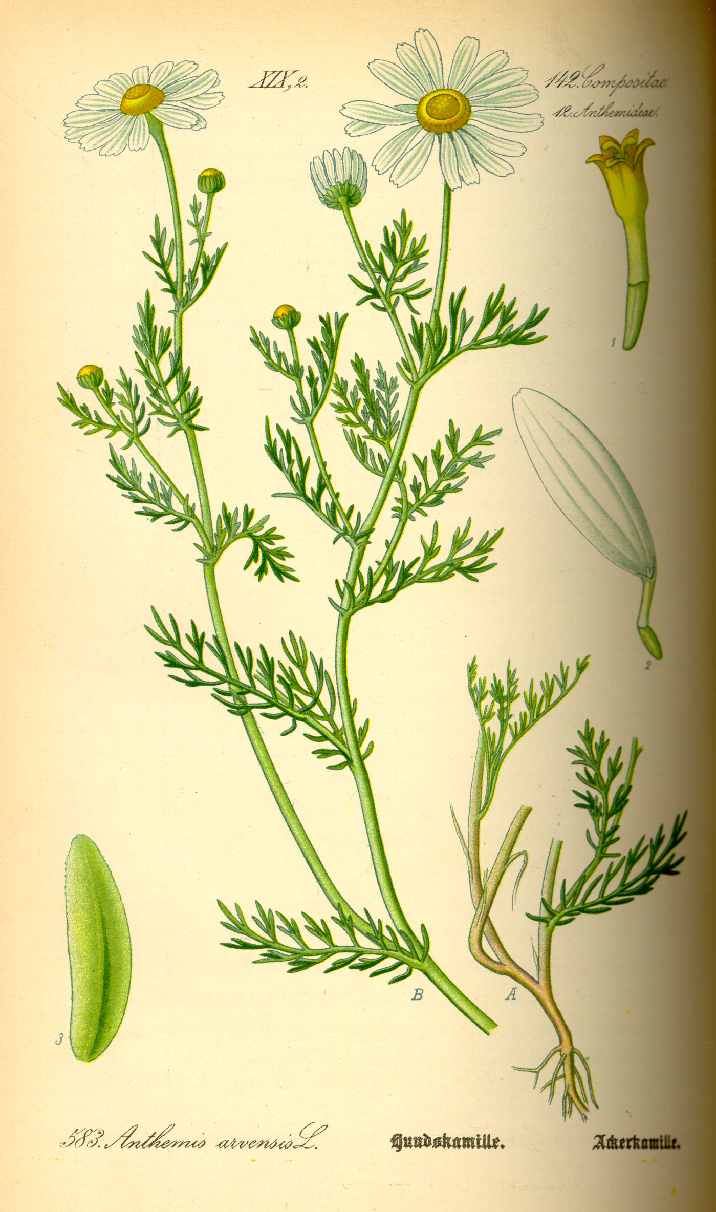 Imagem de referência relacionada a Anthemis arvensis, item descrito como espécie de planta