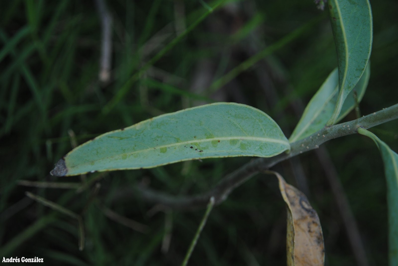 Imagem de referência relacionada a Solanum glaucophyllum, item descrito como registro de referência sobre Solanum glaucophyllum, organizado a partir de dados estruturados abertos