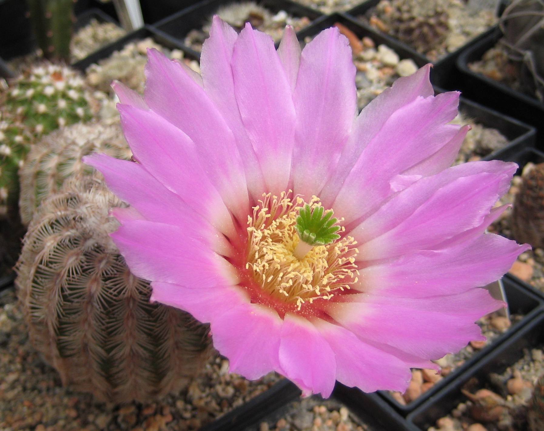 Imagem de referência relacionada a Echinocereus reichenbachii, item descrito como registro de referência sobre Echinocereus reichenbachii, organizado a partir de dados estruturados abertos