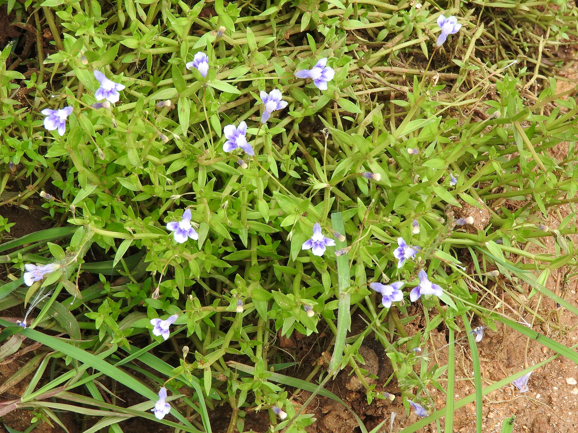 Imagem de referência de Lindernia hyssopioides, descrito nos dados abertos como espécie de planta