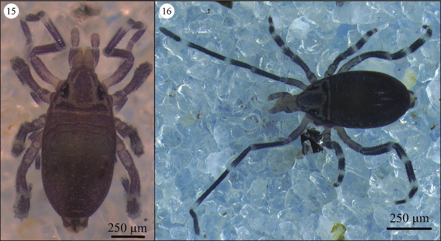 Imagem de referência relacionada a Opilioacaridae, item descrito como registro de referência sobre Opilioacaridae, organizado a partir de dados estruturados abertos