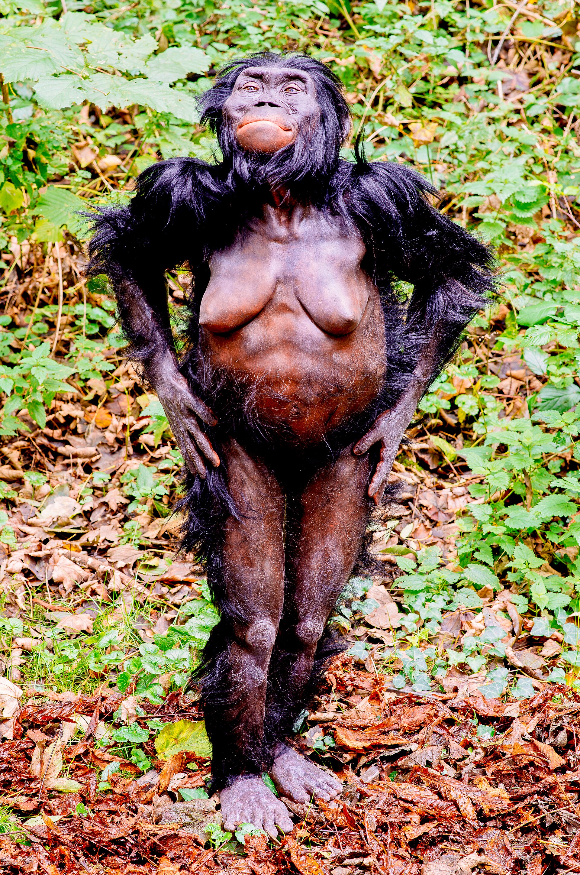 Imagem de referência de Australopithecus, descrito nos dados abertos como género extinto de antepassados ​​humanos (Hominidae)