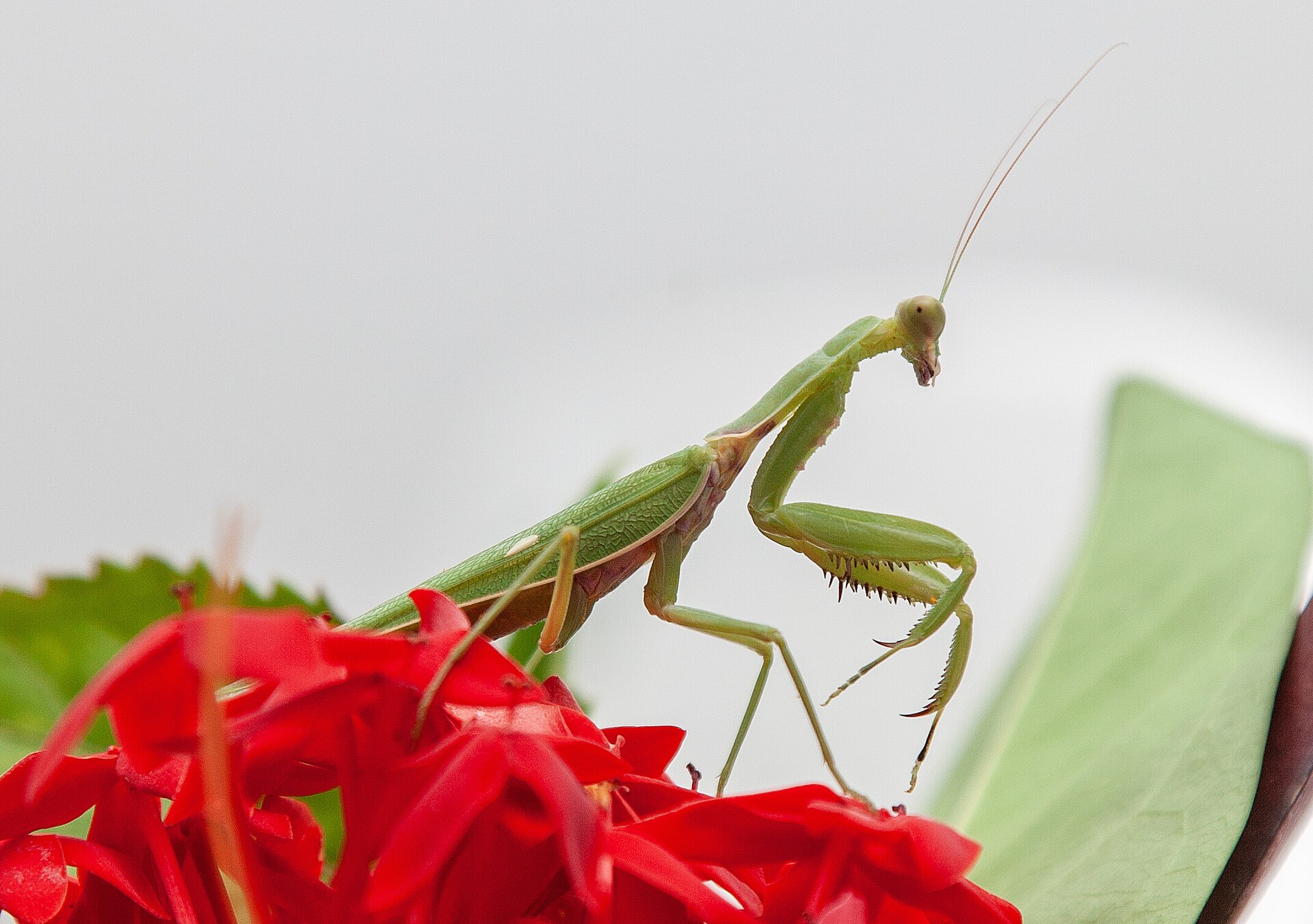 Imagem de referência de Polyspilota seychelliana, descrito nos dados abertos como espécie de inseto