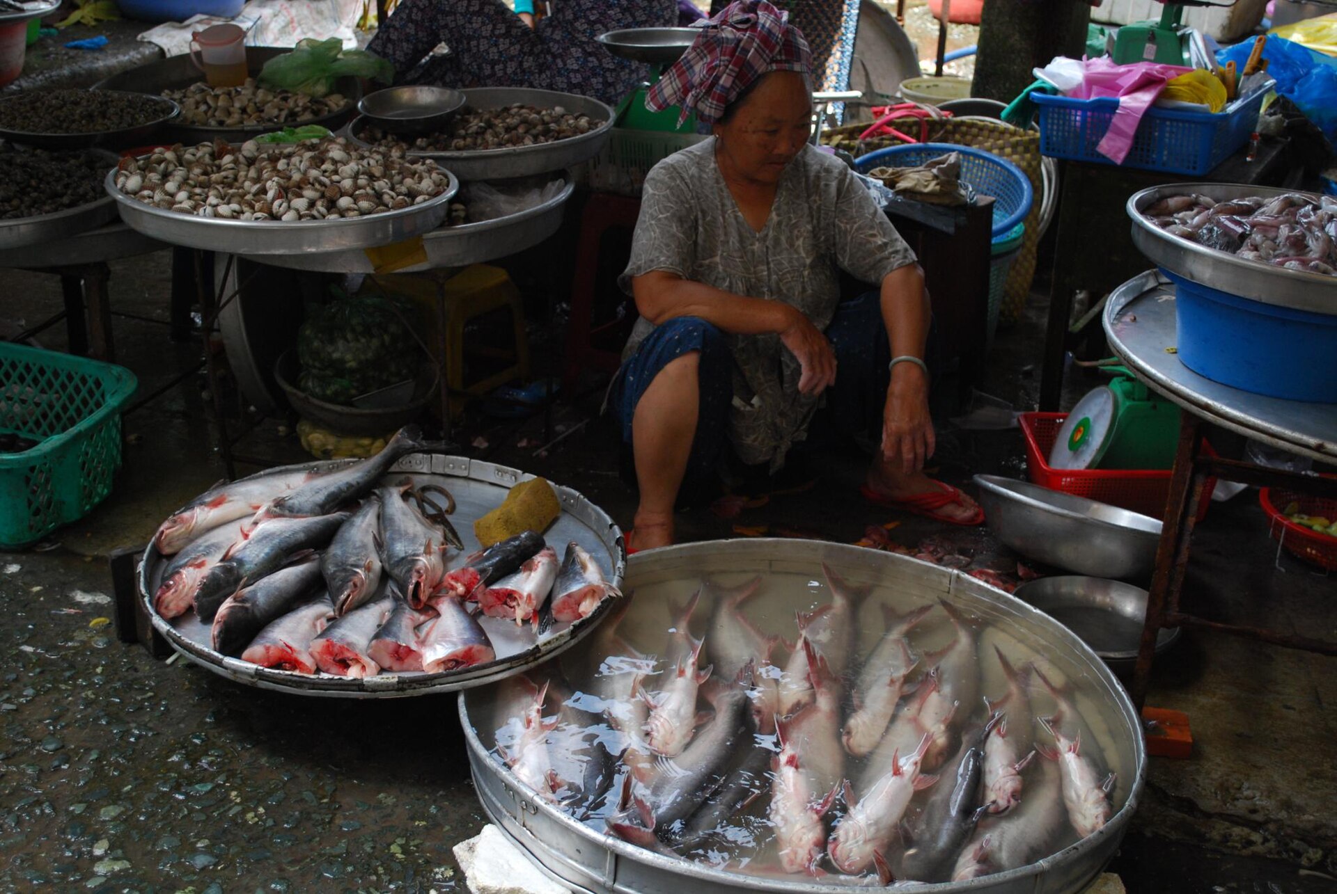 Imagem de referência relacionada a Peixe Panga, item descrito como registro de referência sobre Peixe Panga, organizado a partir de dados estruturados abertos
