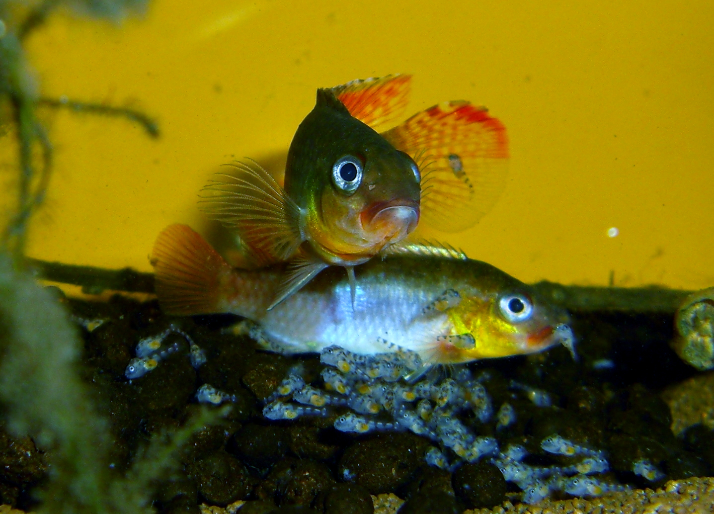Imagem de referência relacionada a Congochromis, item descrito como género de peixes
