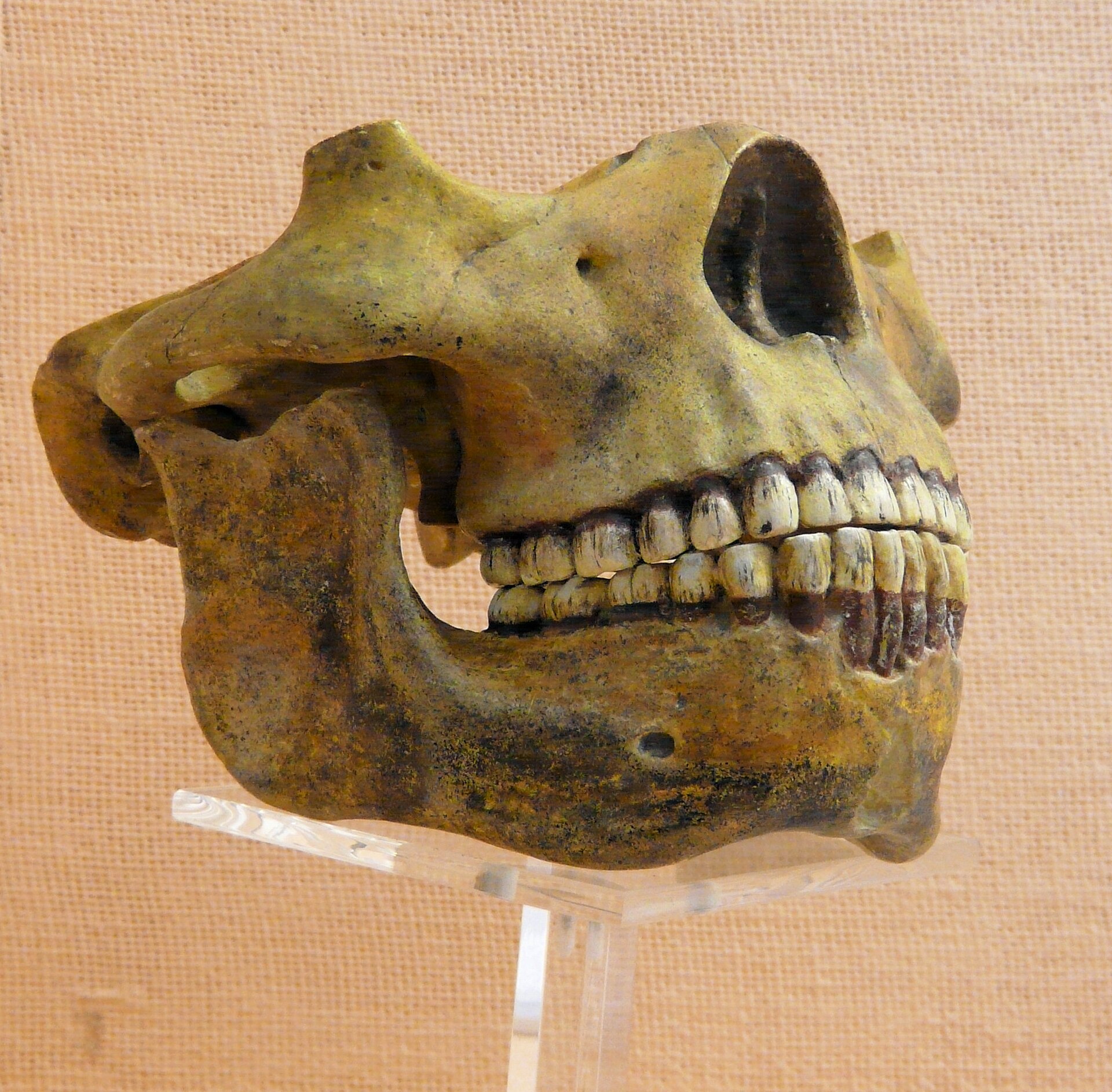 Imagem de referência de Homo heidelbergensis, descrito nos dados abertos como espécie extinta de hominídeo