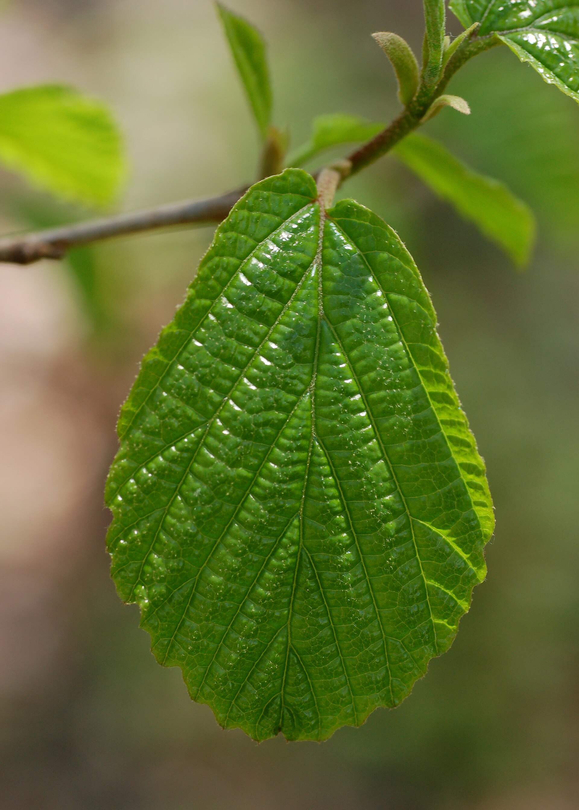 Imagem de referência de Hamamelis, descrito nos dados abertos como género de plantas