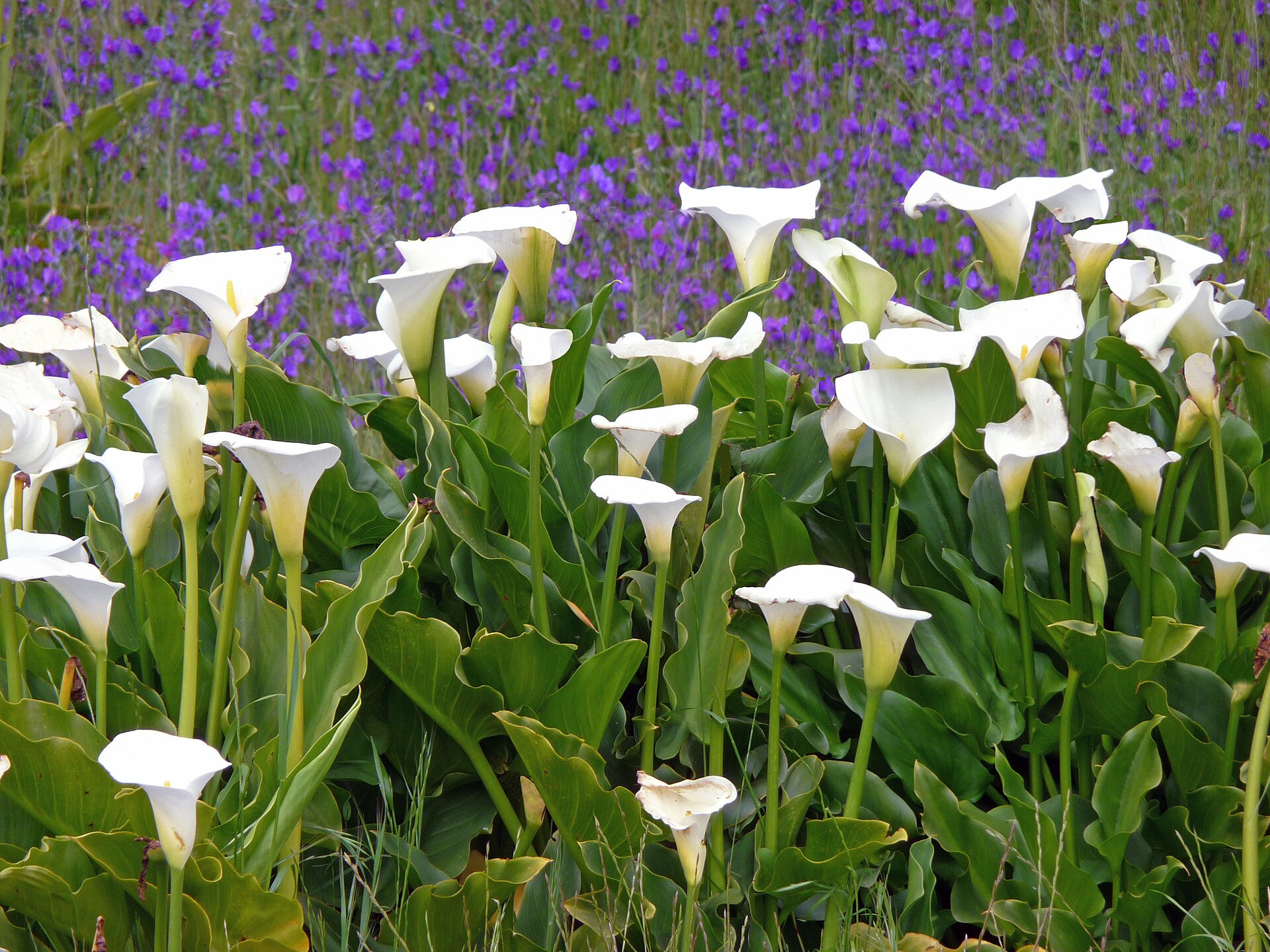 Imagem de referência de Zantedeschia, descrito nos dados abertos como género de plantas