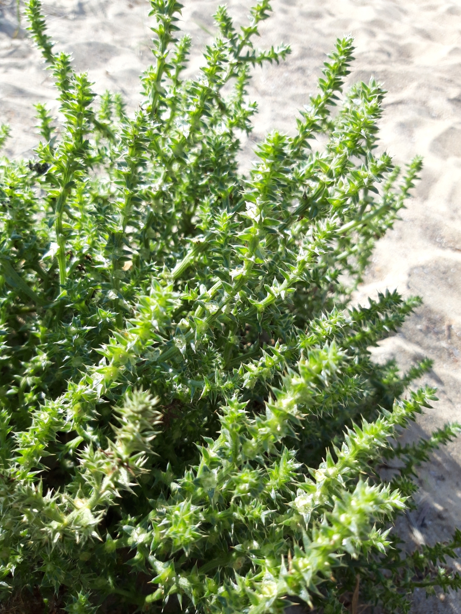 Imagem de referência de Salsola, descrito nos dados abertos como género de plantas