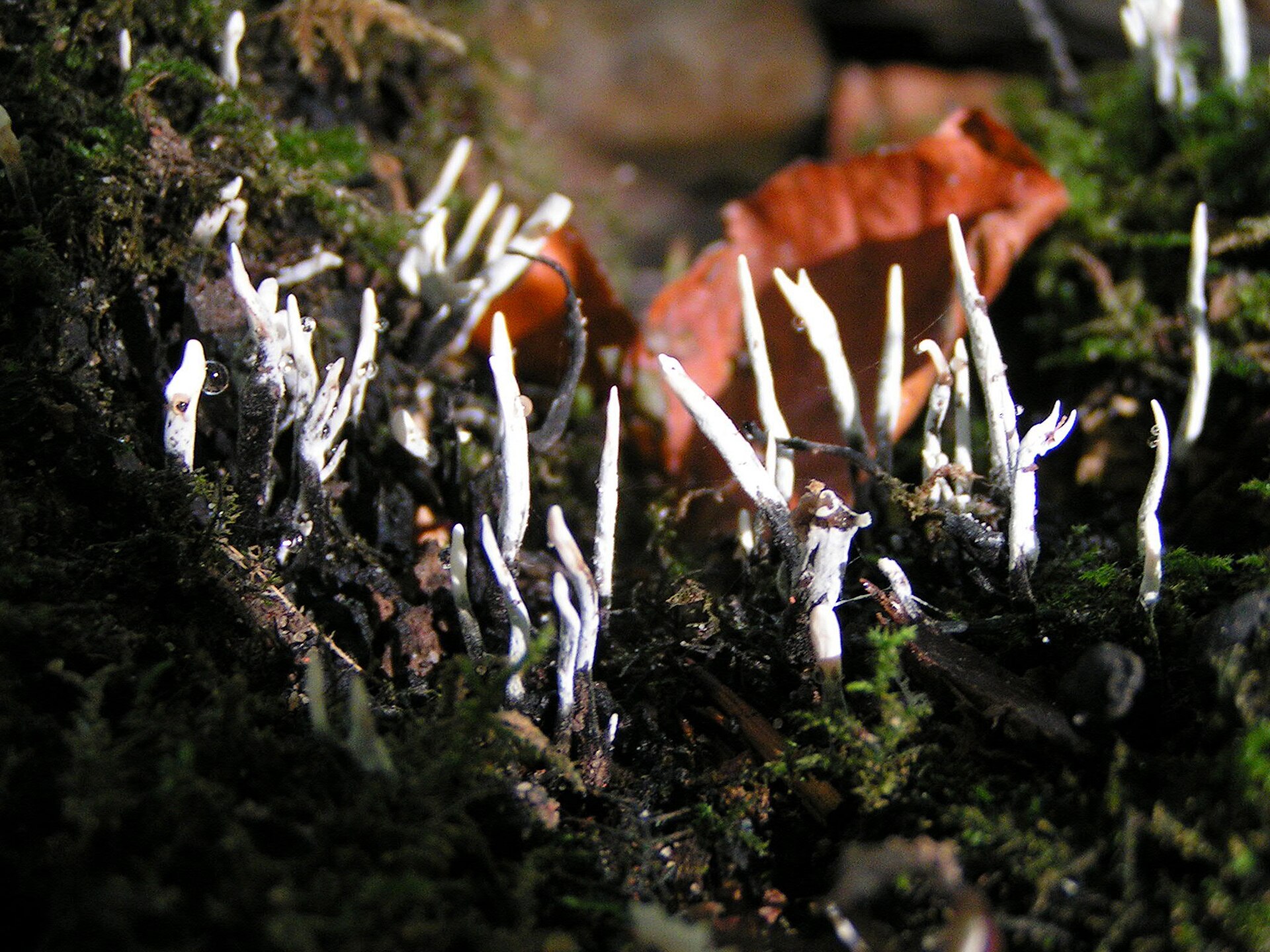 Imagem de referência relacionada a Sordariomycetidae, item descrito como registro de referência sobre Sordariomycetidae, organizado a partir de dados estruturados abertos