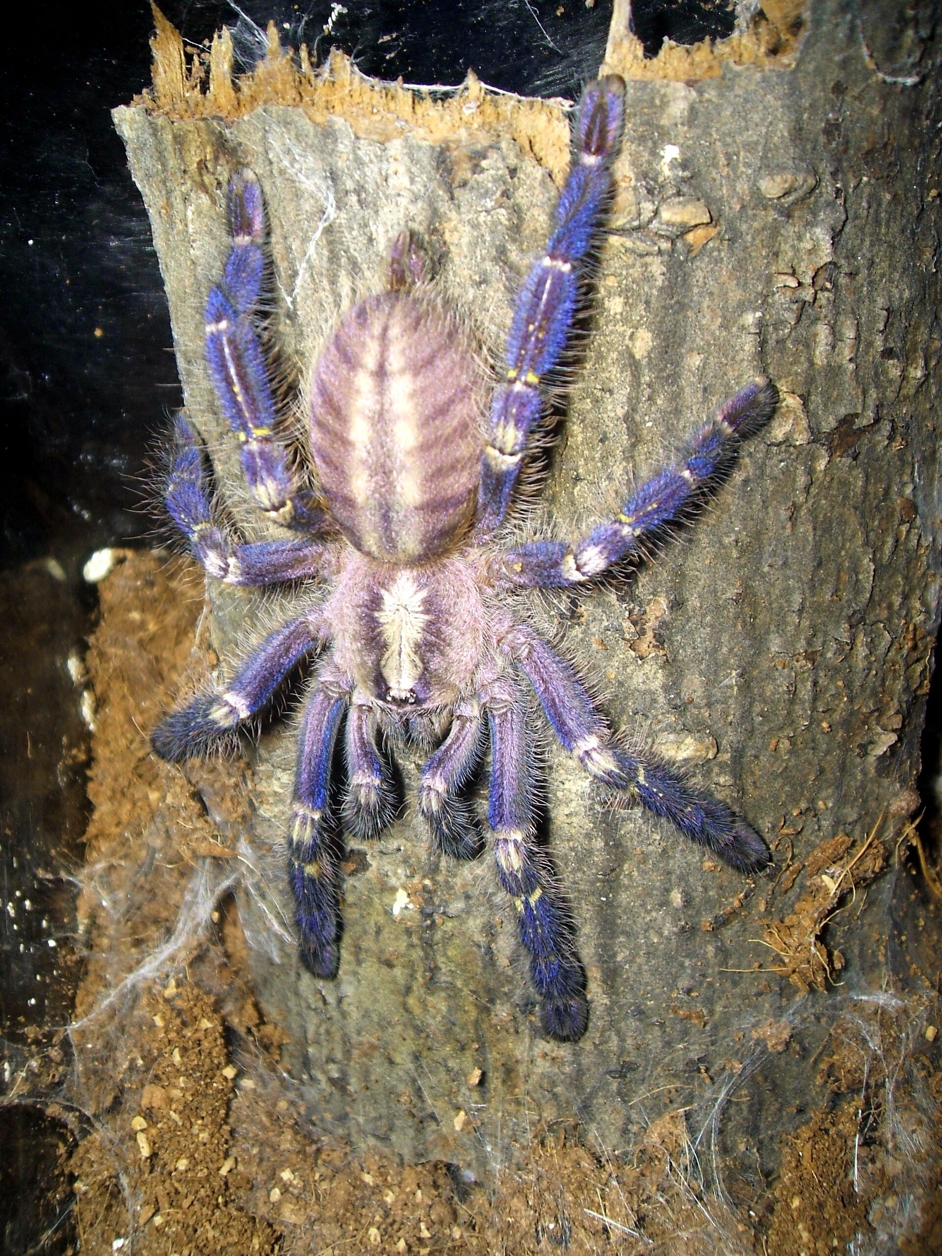 Imagem de referência relacionada a Poecilotheria metallica, item descrito como espécie de aracnídeo