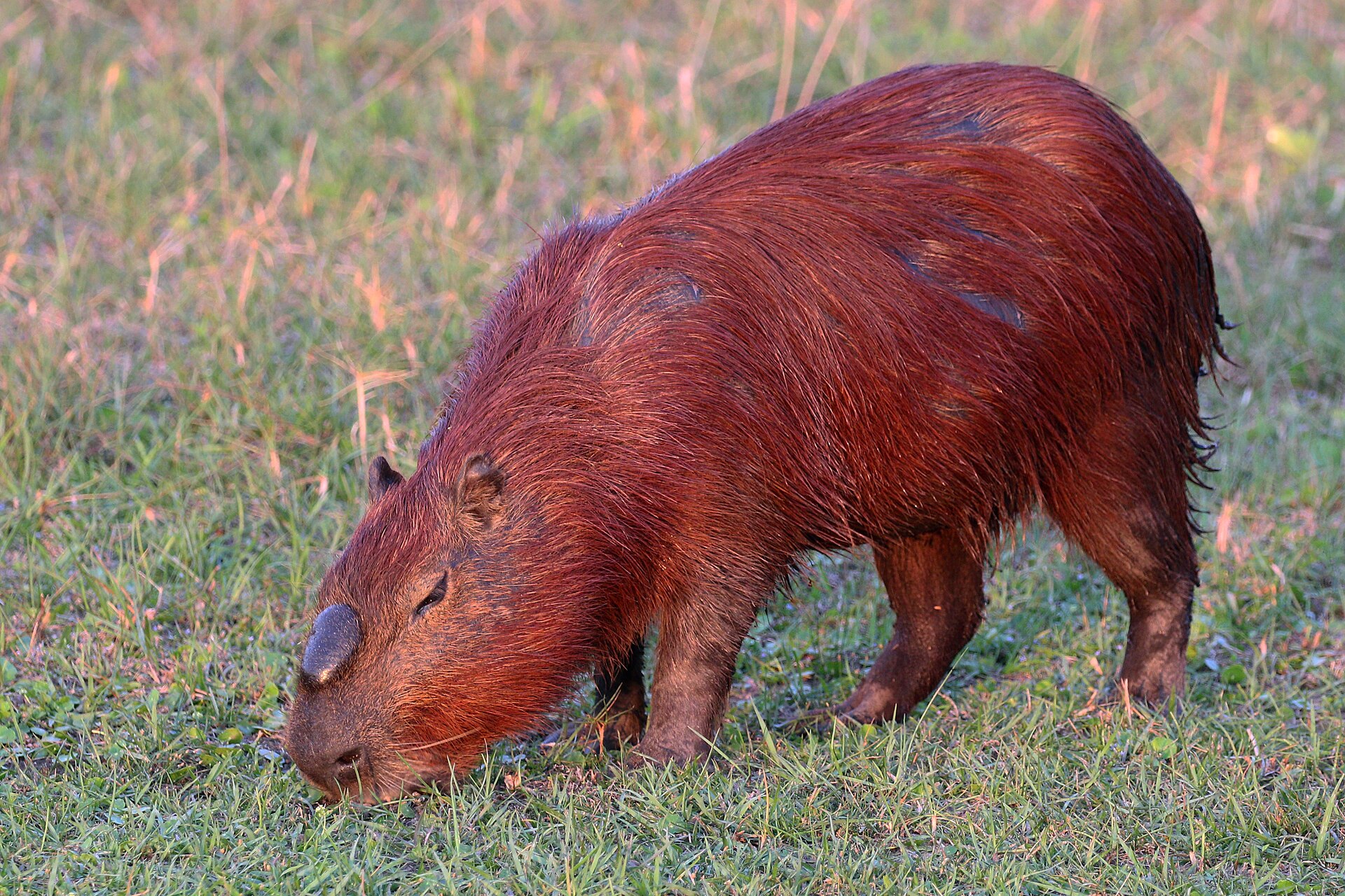 Imagem de referência relacionada a capivara, item descrito como grande espécie de roedor nativa da América do Sul