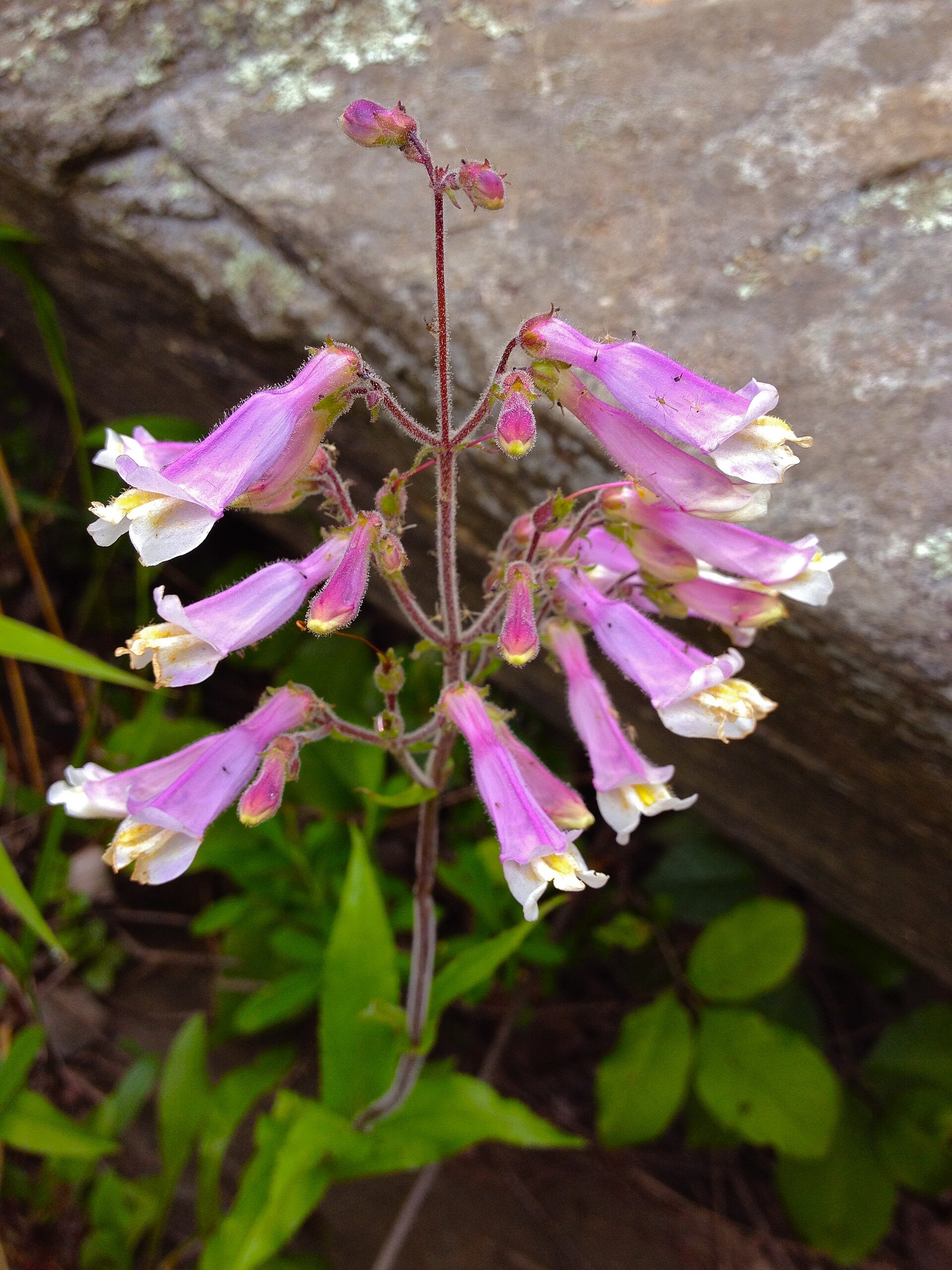 Imagem de referência de Penstemon, descrito nos dados abertos como género de plantas
