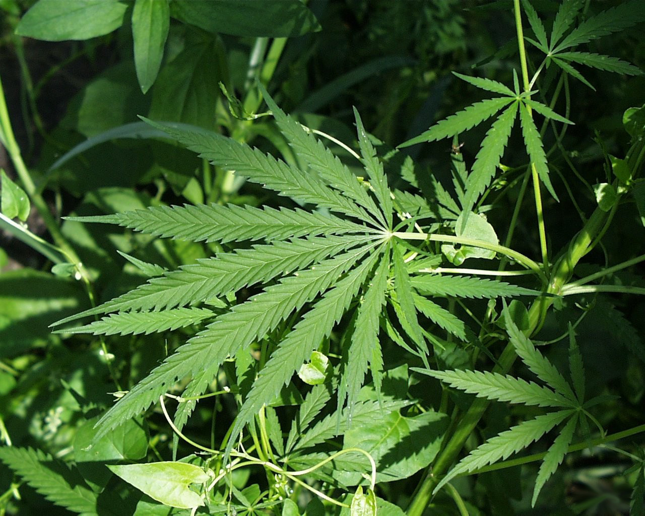 Imagem de referência de Cannabis, descrito nos dados abertos como gênero de plantas