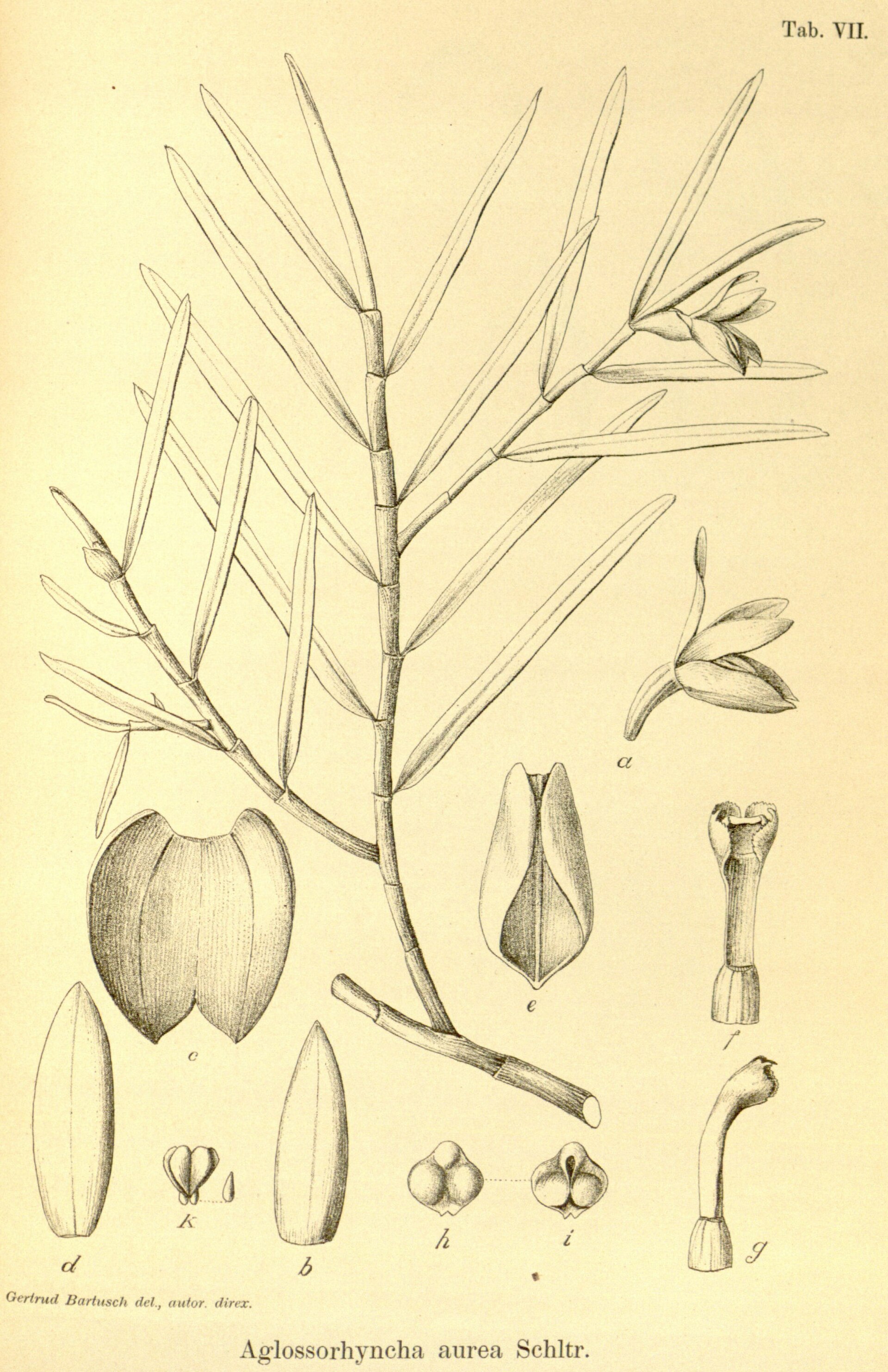 Imagem de referência relacionada a Aglossorrhyncha, item descrito como género de plantas