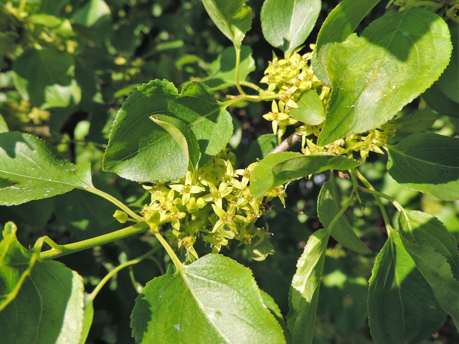 Imagem de referência relacionada a Rhamnus, item descrito como género de plantas