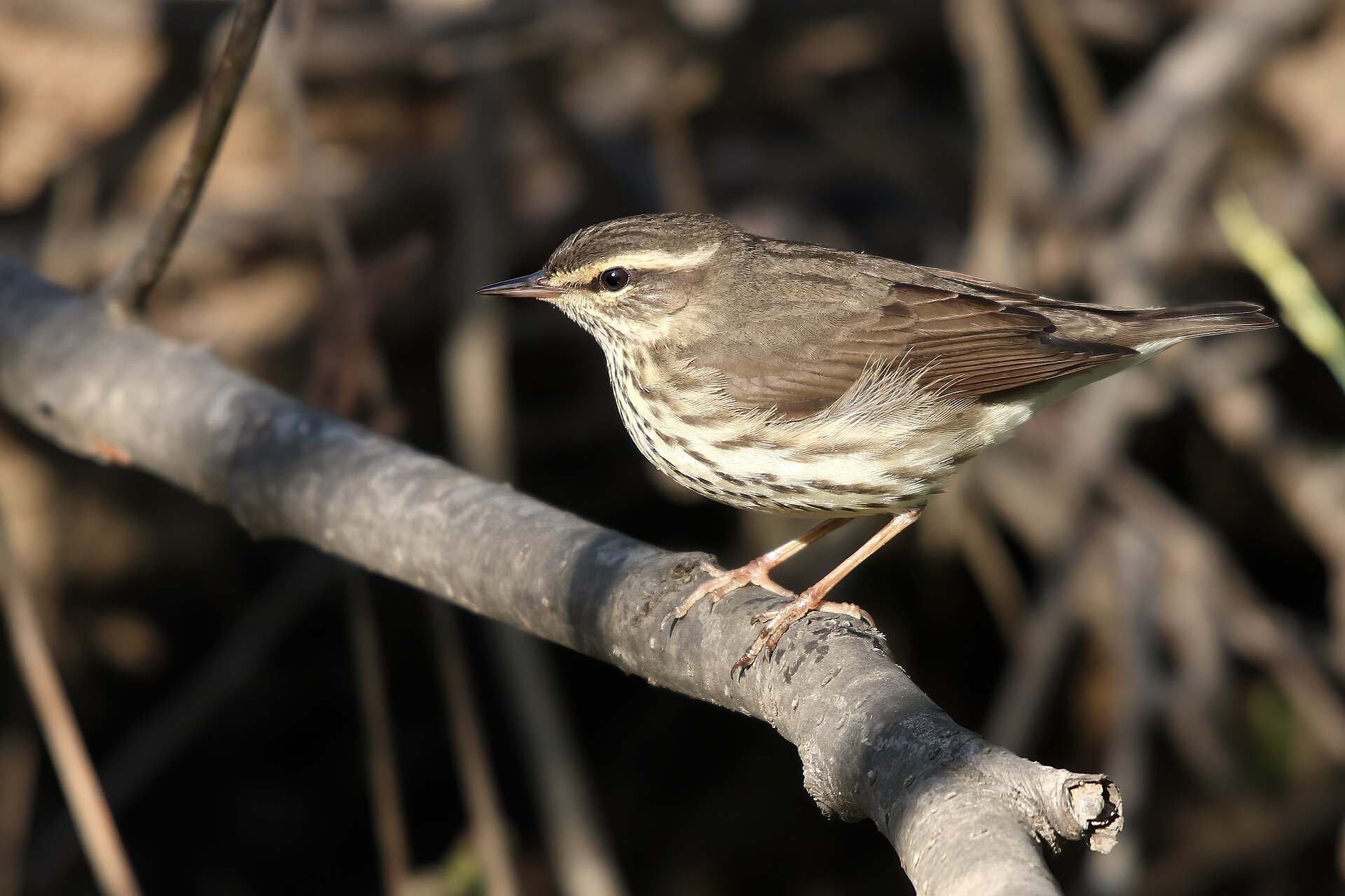 Imagem de referência de Seiurus noveboracensis, descrito nos dados abertos como espécie de ave