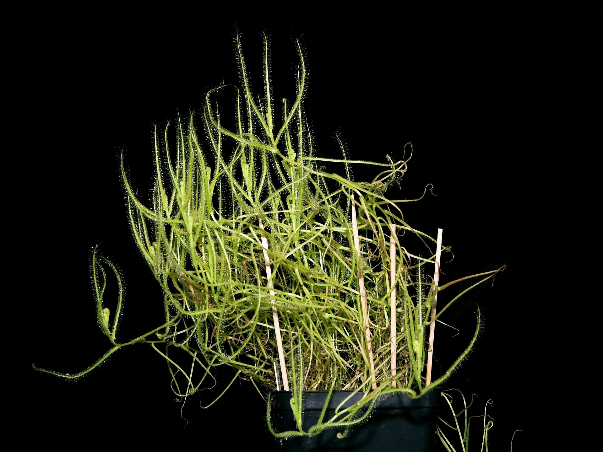 Imagem de referência relacionada a Drosera indica, item descrito como registro de referência sobre Drosera indica, organizado a partir de dados estruturados abertos