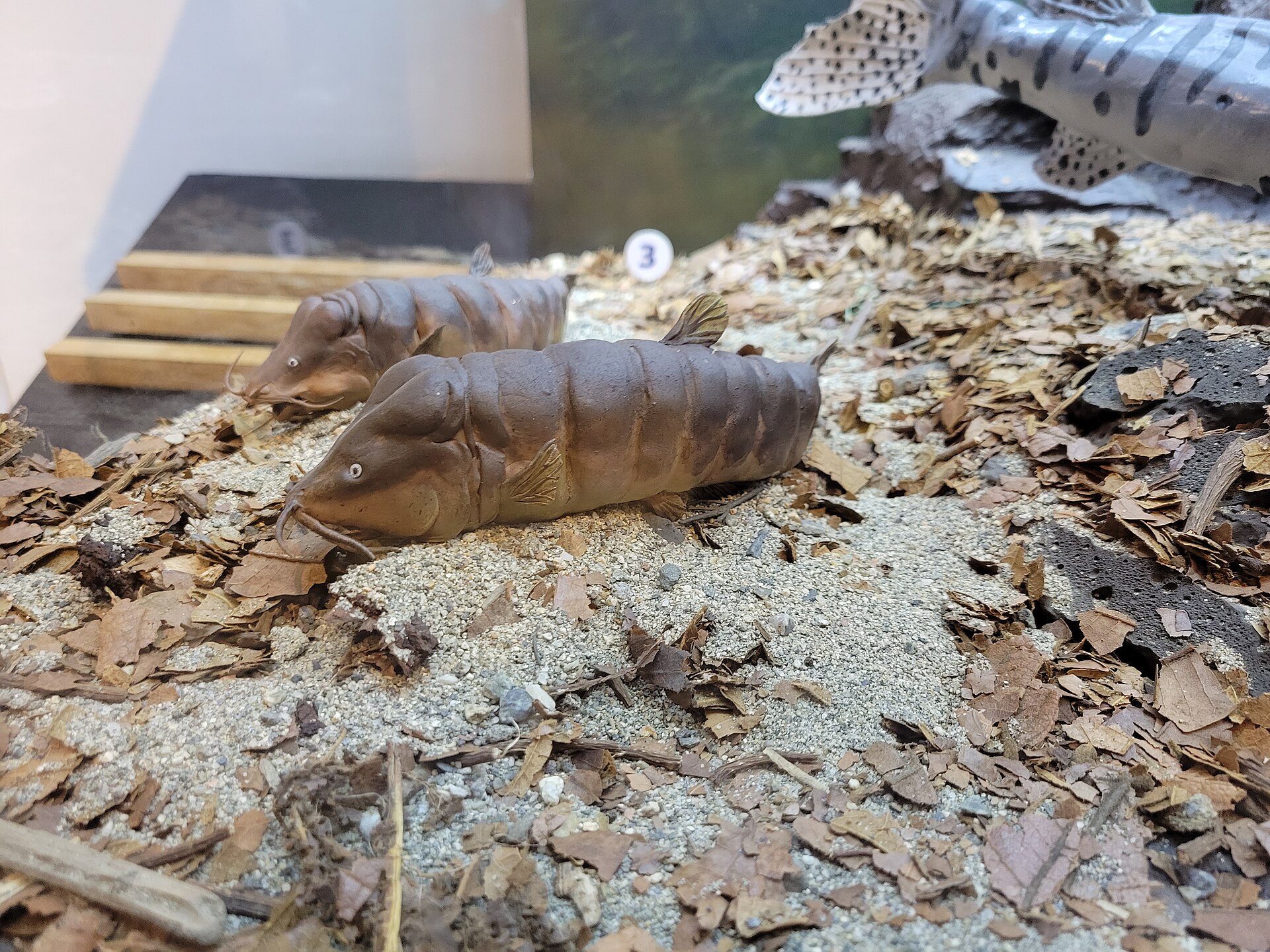 Imagem de referência relacionada a Rhizosomichthys totae, item descrito como registro de referência sobre Rhizosomichthys totae, organizado a partir de dados estruturados abertos