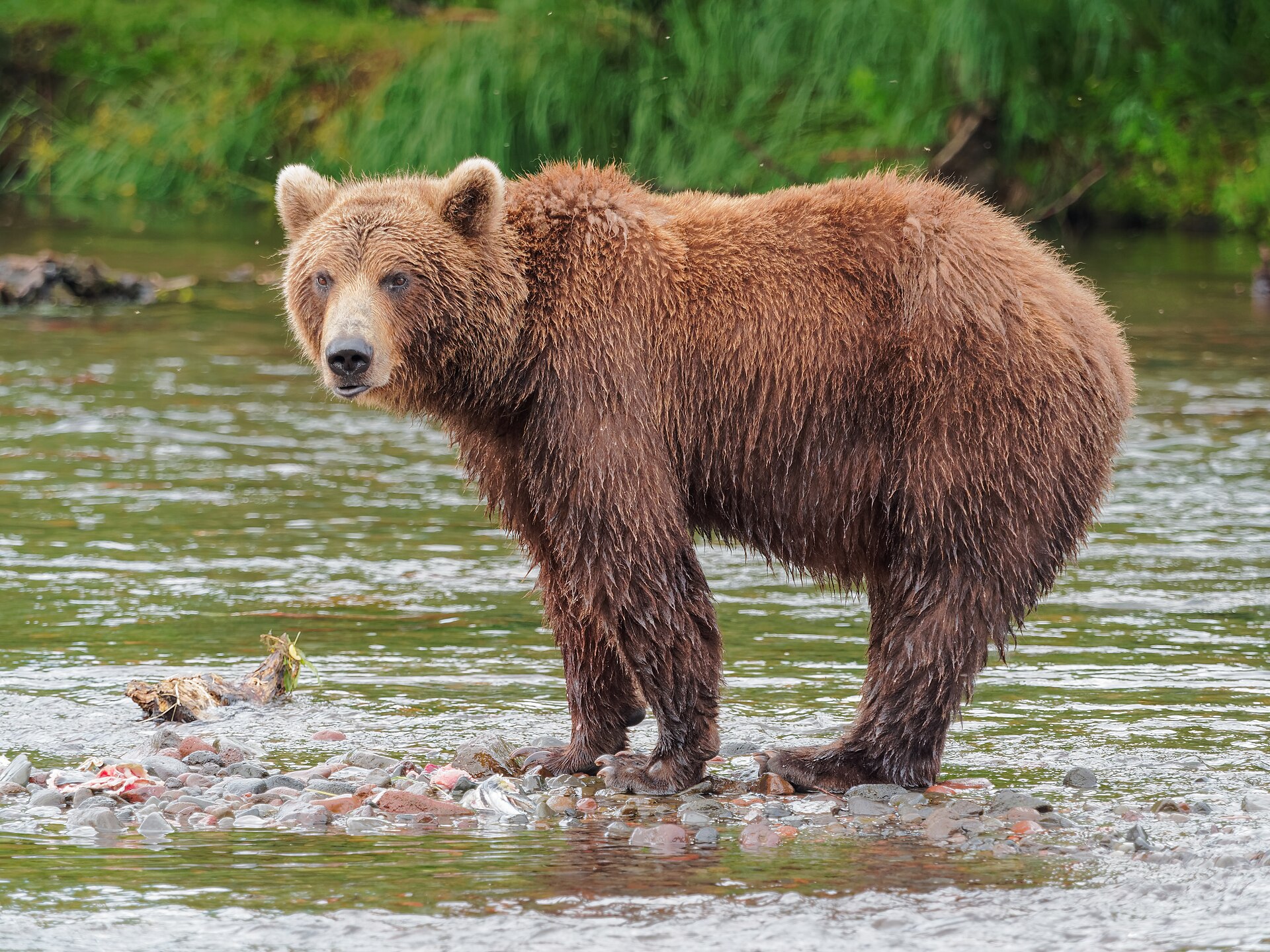 Imagem de referência relacionada a Urso-pardo, item descrito como espécie de urso