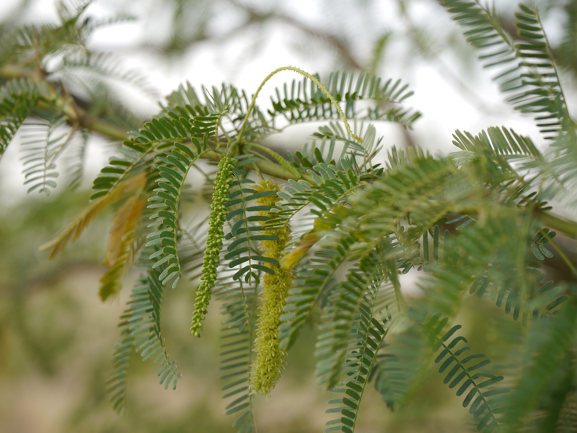 Imagem de referência de Prosopis, descrito nos dados abertos como género de plantas
