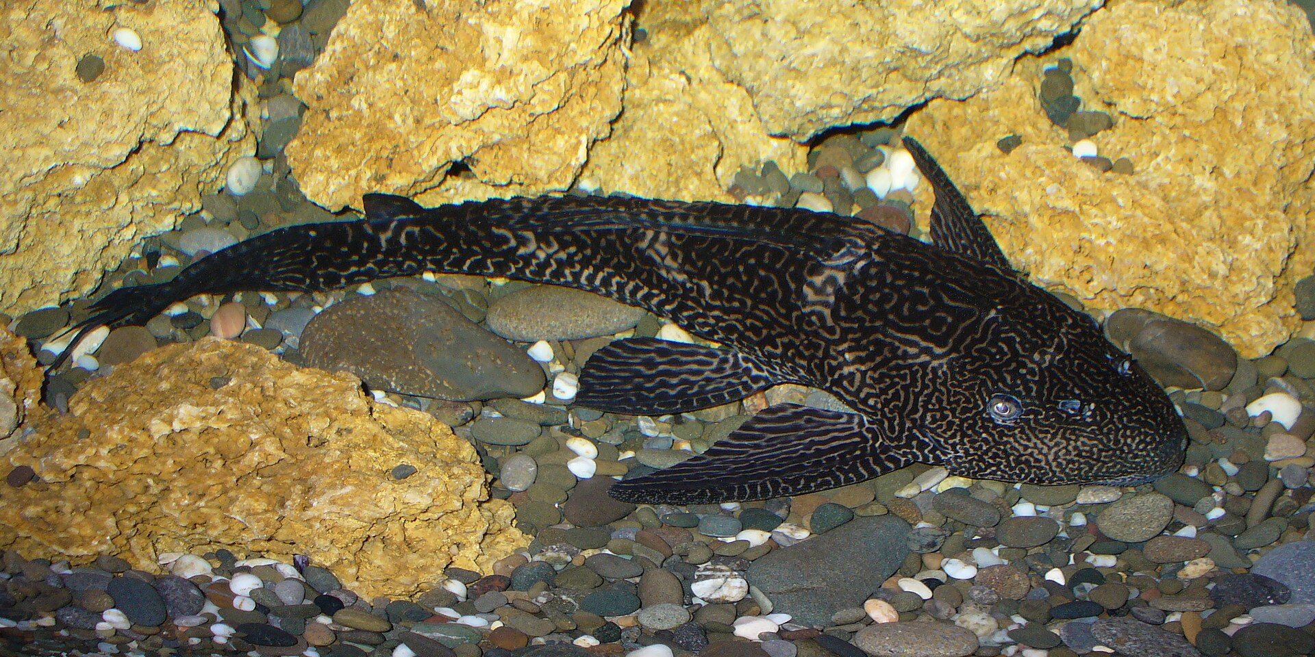 Imagem de referência relacionada a Pterygoplichthys, item descrito como registro de referência sobre Pterygoplichthys, organizado a partir de dados estruturados abertos