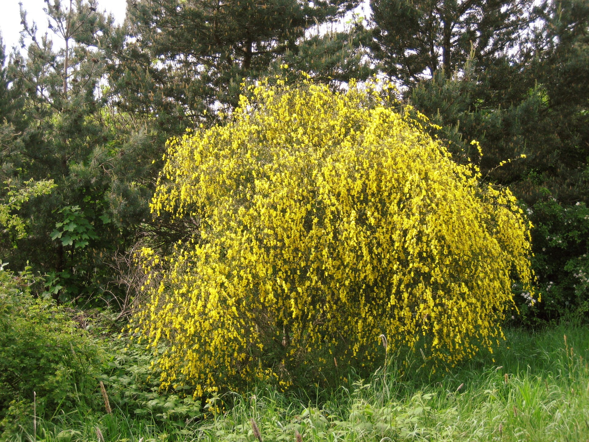 Imagem de referência de Cytisus, descrito nos dados abertos como género de plantas
